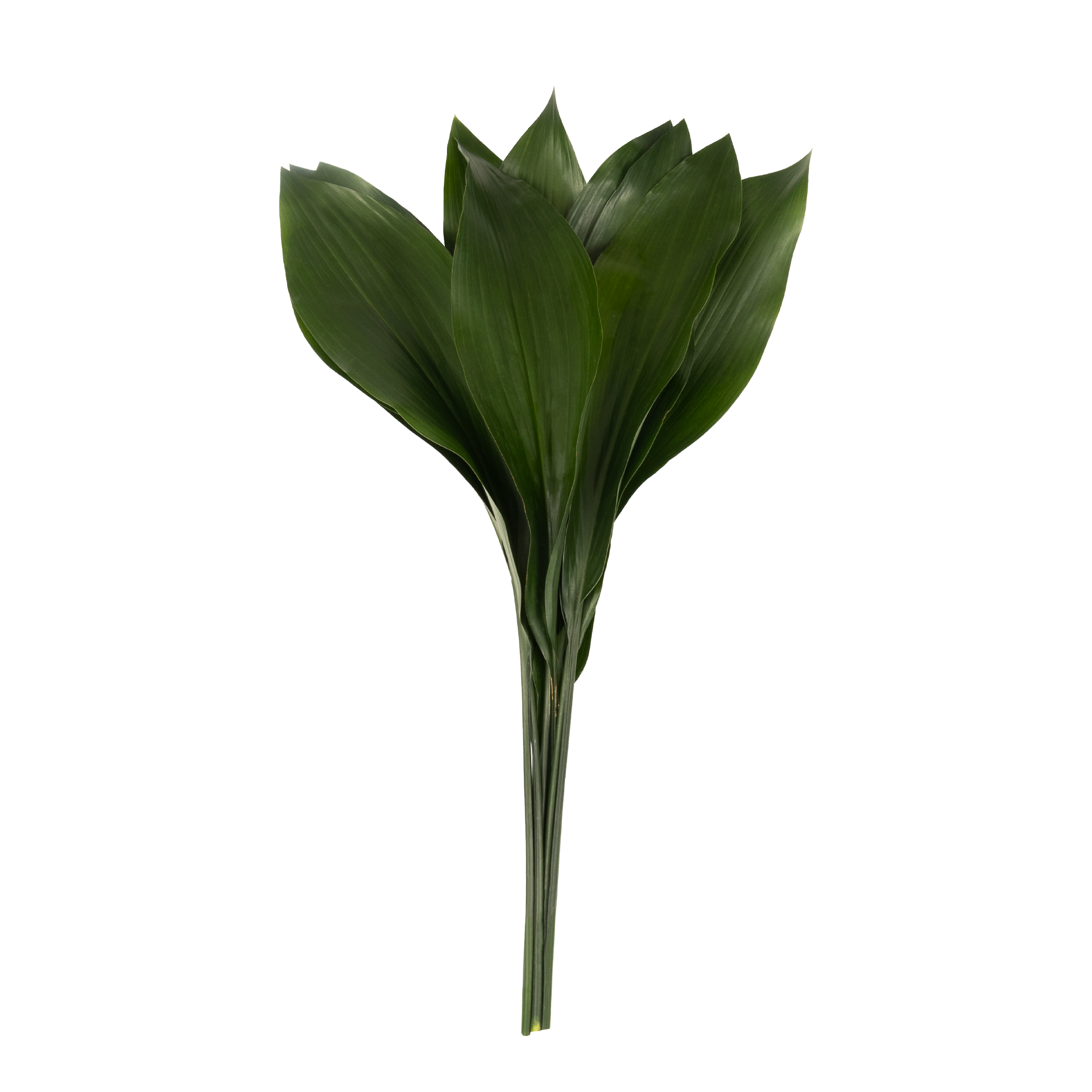 02-Aspidistra02.png