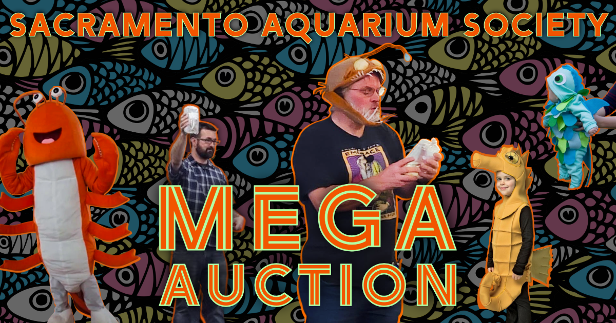 November Meeting - SAS Mega Auction