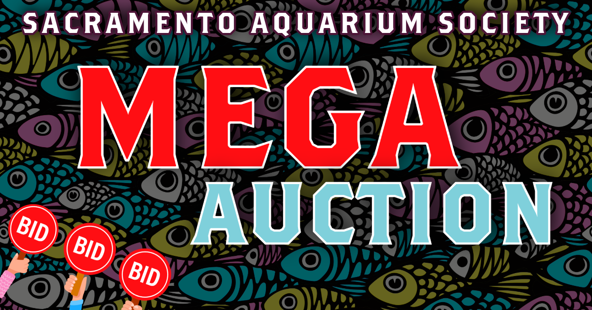 September Meeting - Mega Auction