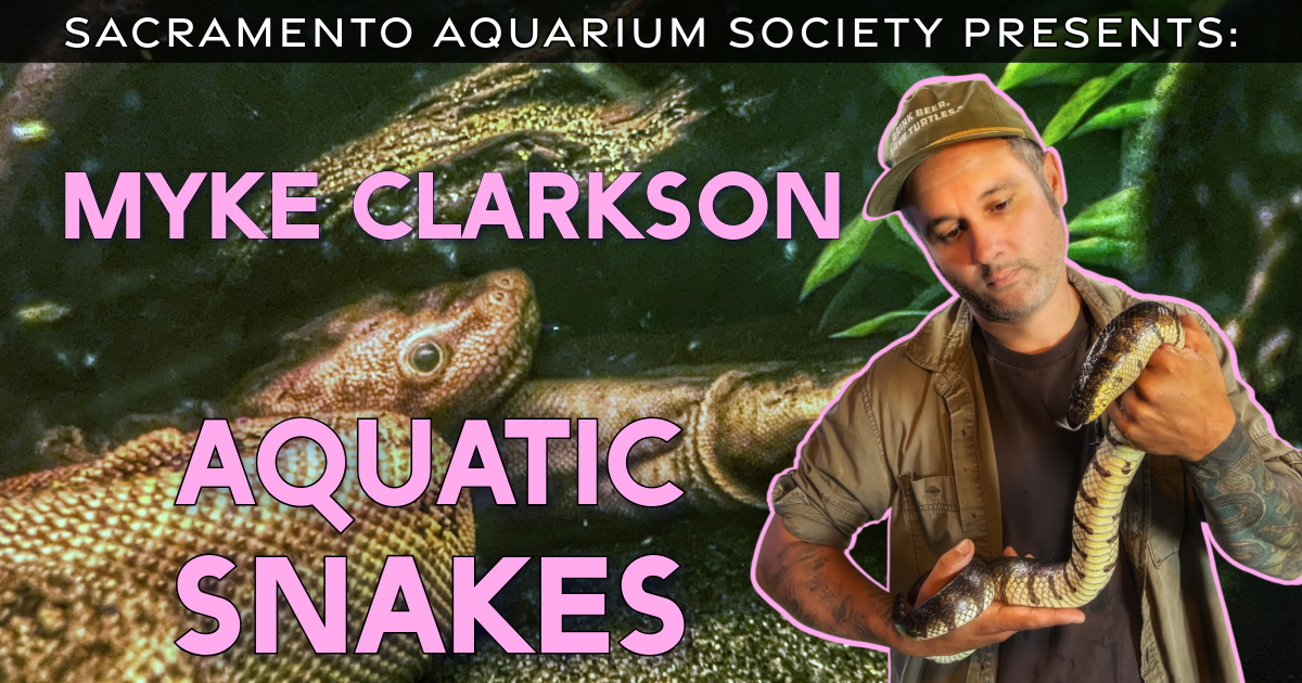 December Meeting - Myke Clarkson on Aquatic Snakes &amp; Auction