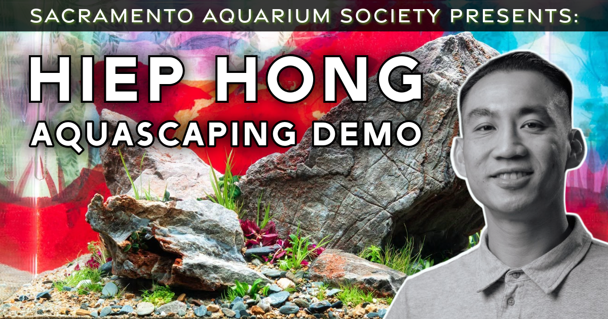 November Meeting &amp; Aquascaping Demo by Hiep Hong