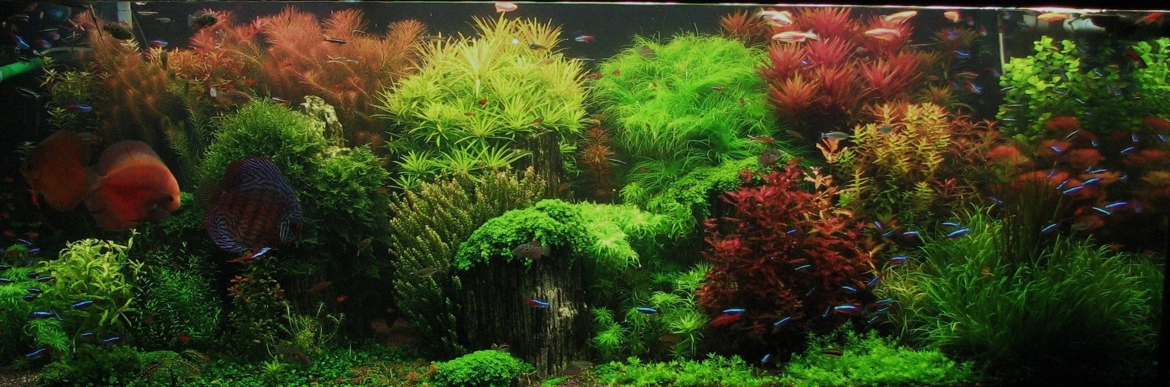 Sacramento Aquarium Society | Fishkeeping Community, Resources & Events ... - Aquarium Fish Keeping Community Online