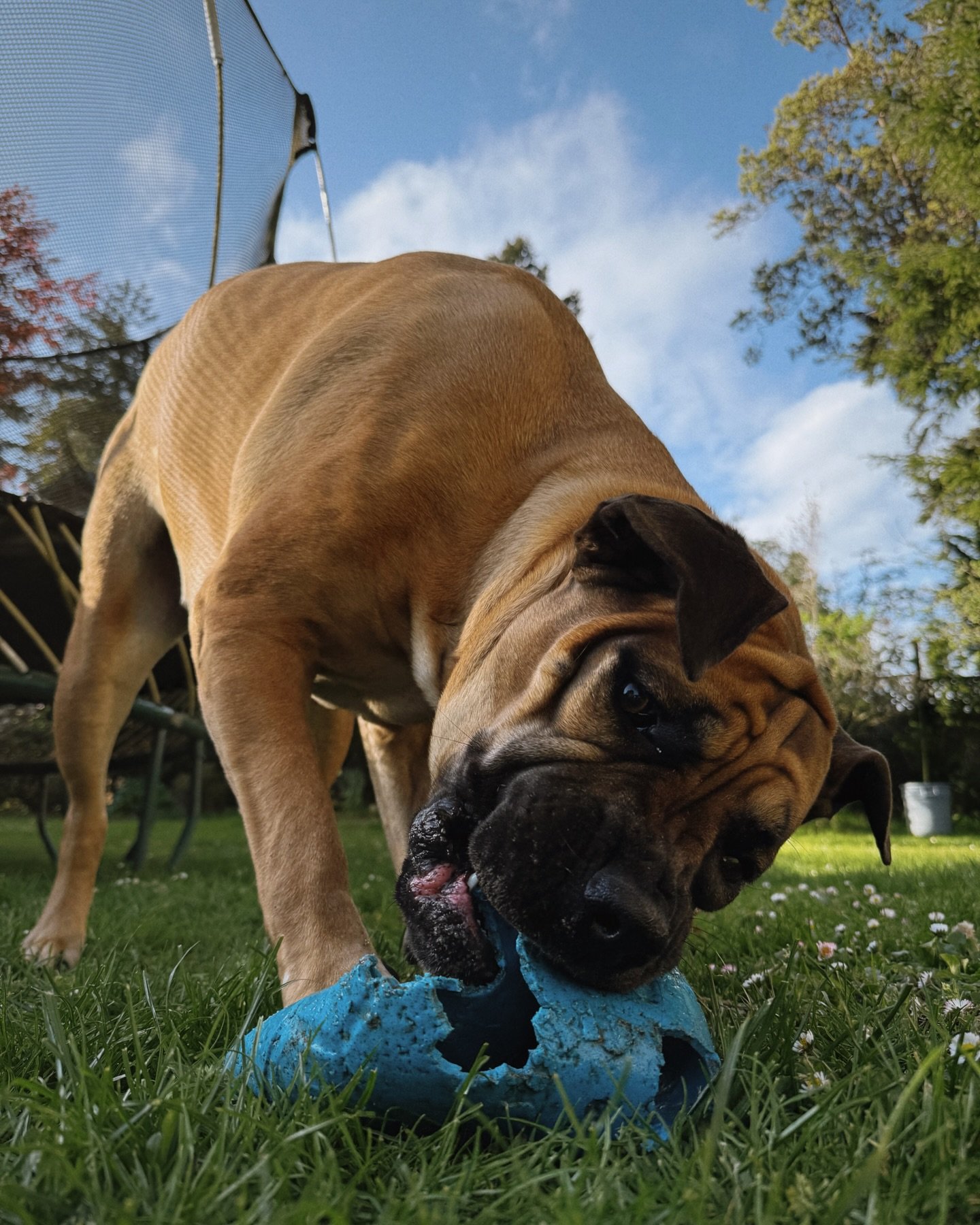 Those squishy wrinkles 😍 Violet was an absolute dream to house sit &mdash; gentle, easygoing, such a sweetheart. Happiest hanging out in her yard, playing with her ball or snuggling up close to you. We loved spending a few days in her world.

Saanic