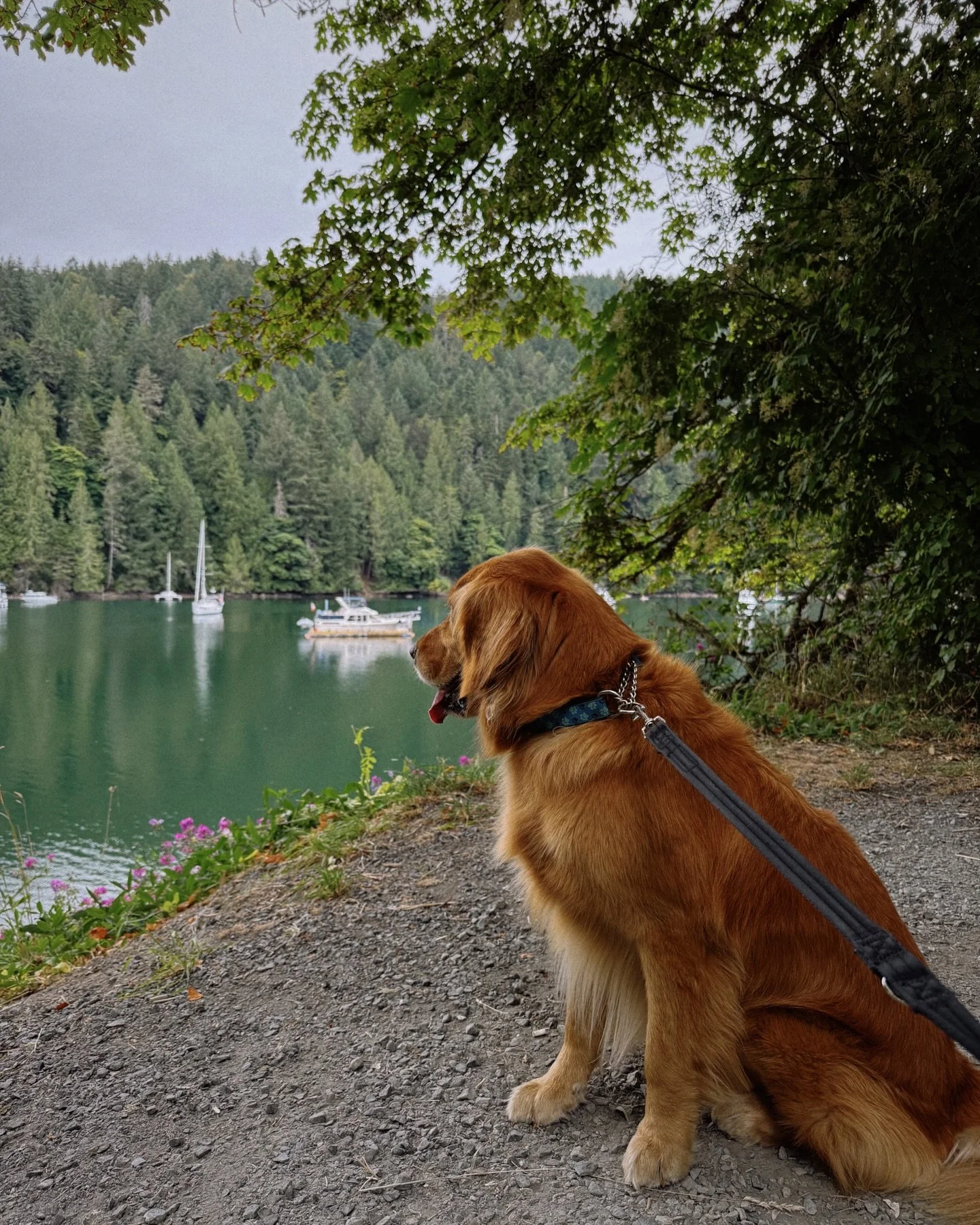 Pack walk day = tails wagging, noses working, and social skills sharpening!

Every week, our Sniffari crew explores local trails together. Giving your dog the perfect mix of structured exercise, gentle socialization and mental enrichment.

From shy p