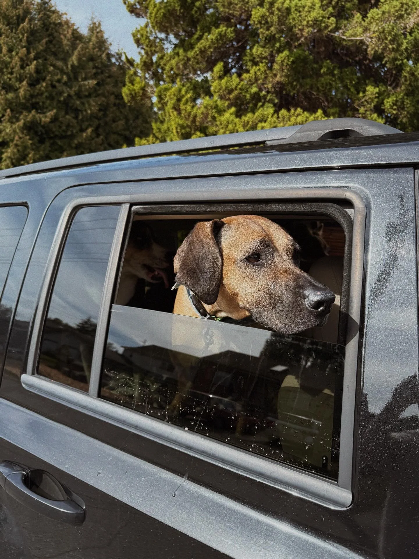 Get in losers, we&rsquo;re going sniffing! Say hello to today&rsquo;s pack and a warm welcome to our new girl Naiya 👋🏽😍