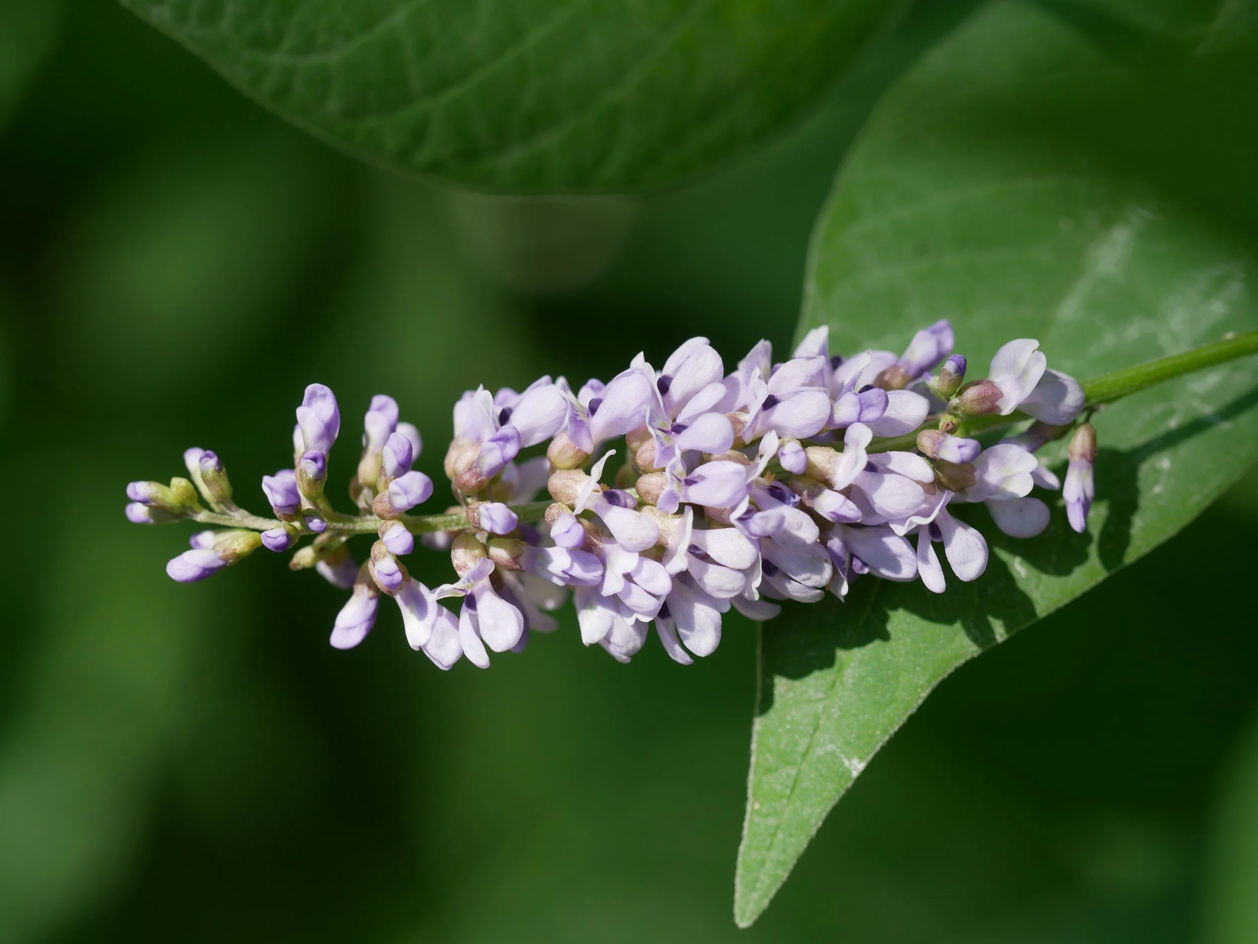 Orbexilum onobrychis 20250708 Warren Piece Preserve, Pence, IN (3).JPG