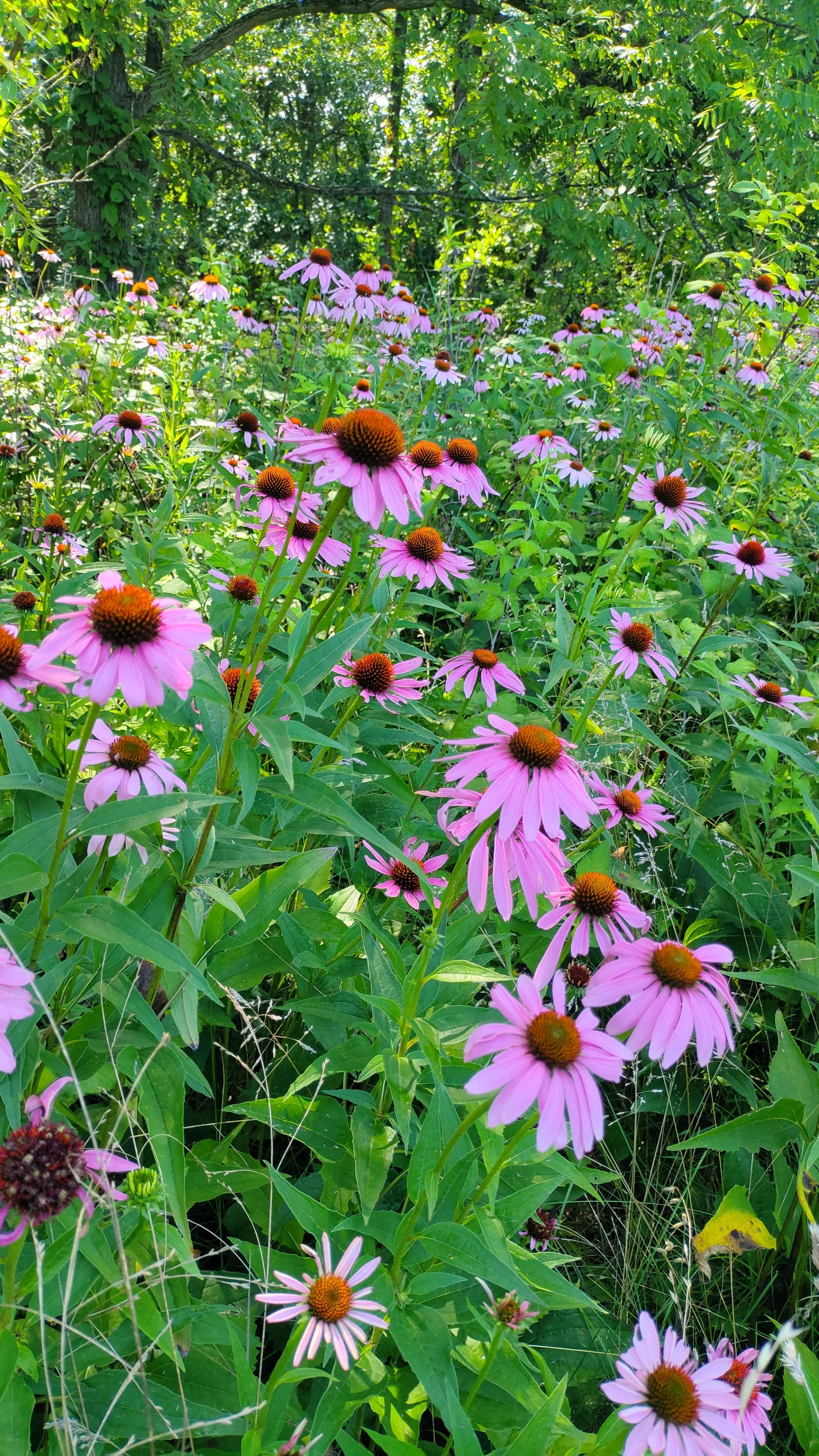echinacea.jpg
