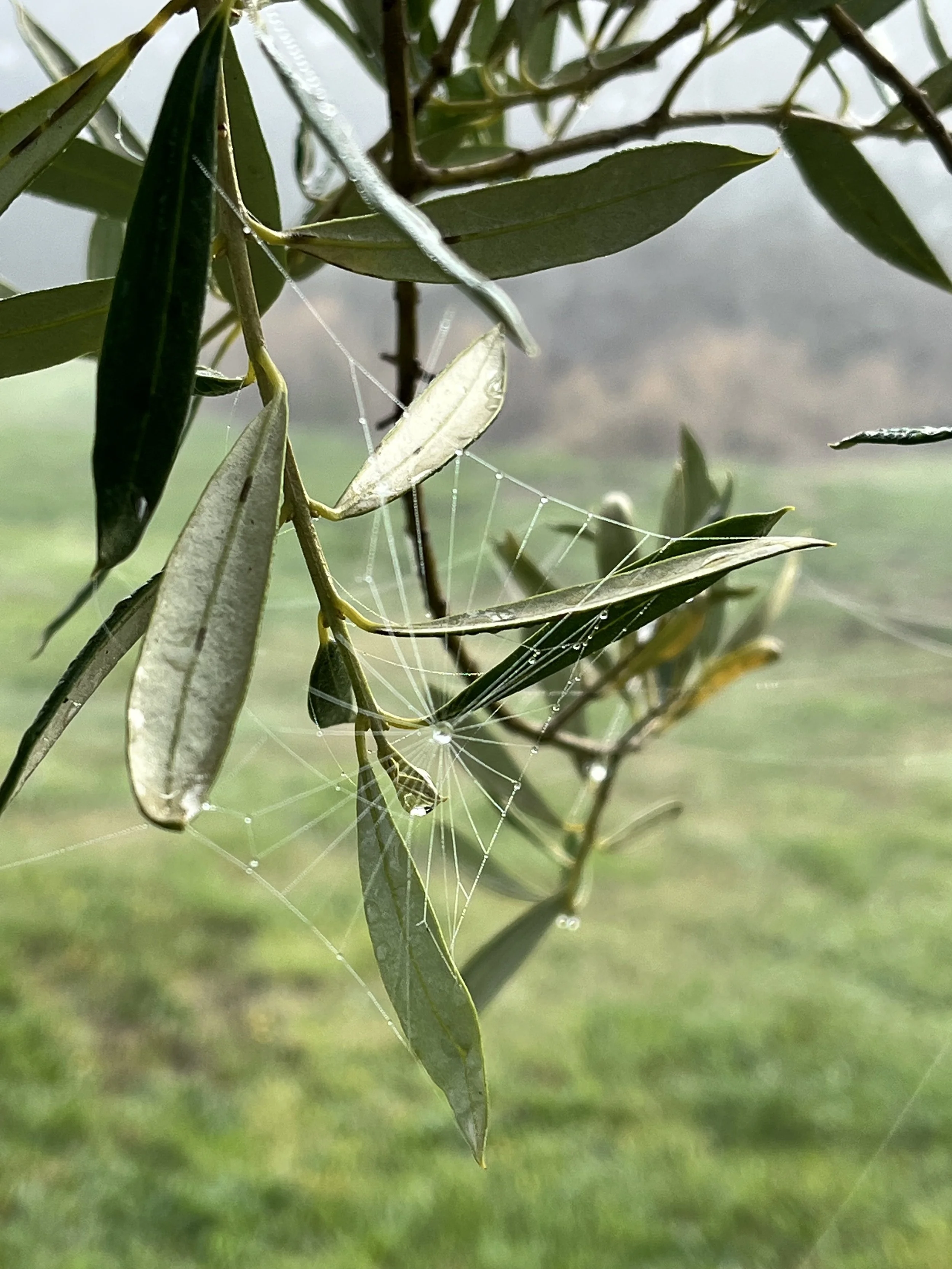 Autumn olive tree with spider web