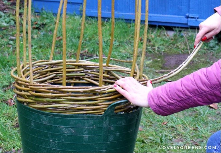 Step 3:  Weaving the Bottom Band.  Once the long verticals are secured at the top, then begin weaving the bottom band. You can create two to five bands of woven willow along the verticals to give it the strength to support growing plants. The placeme