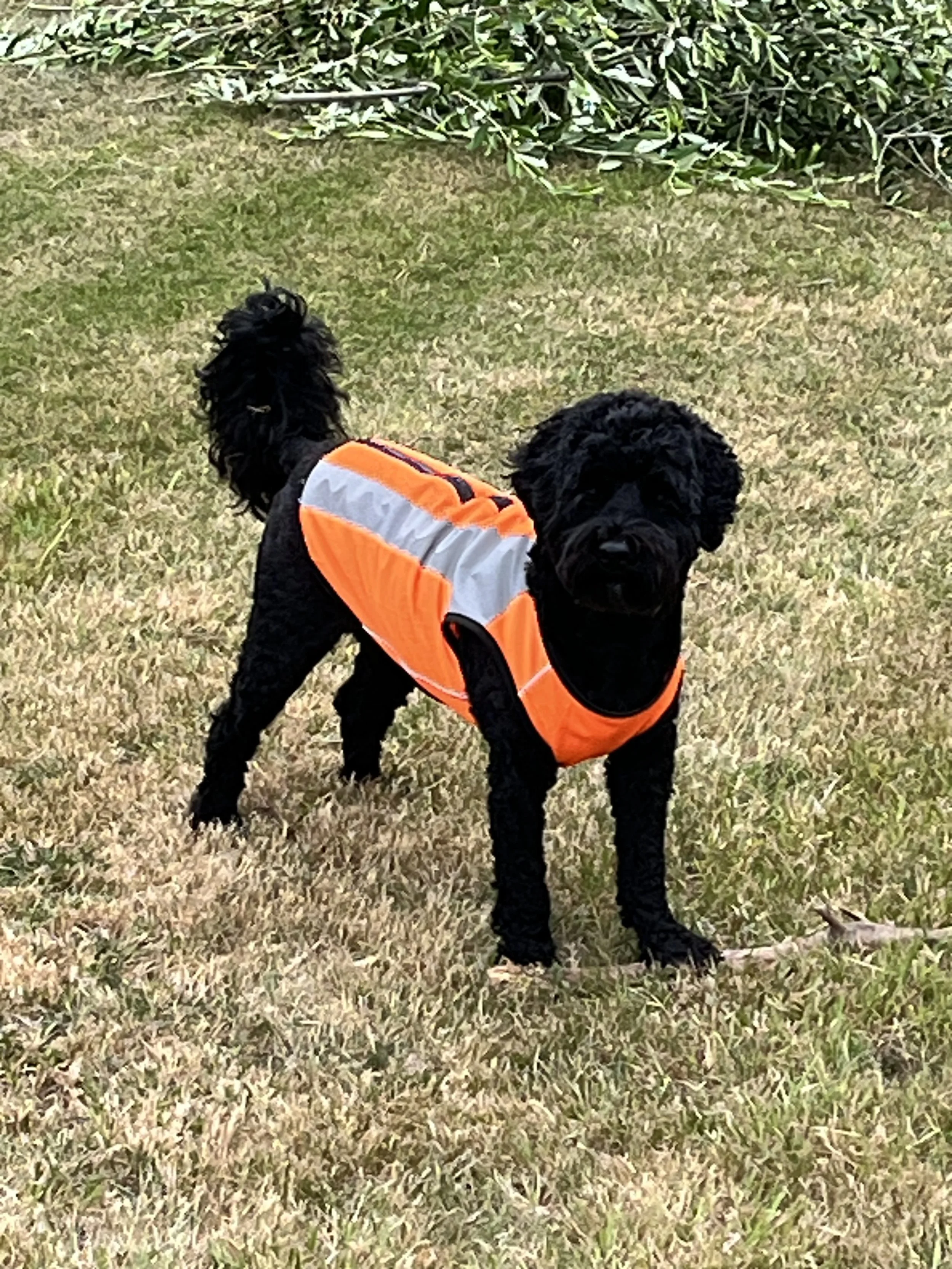 Nero the official olive grove greeter
