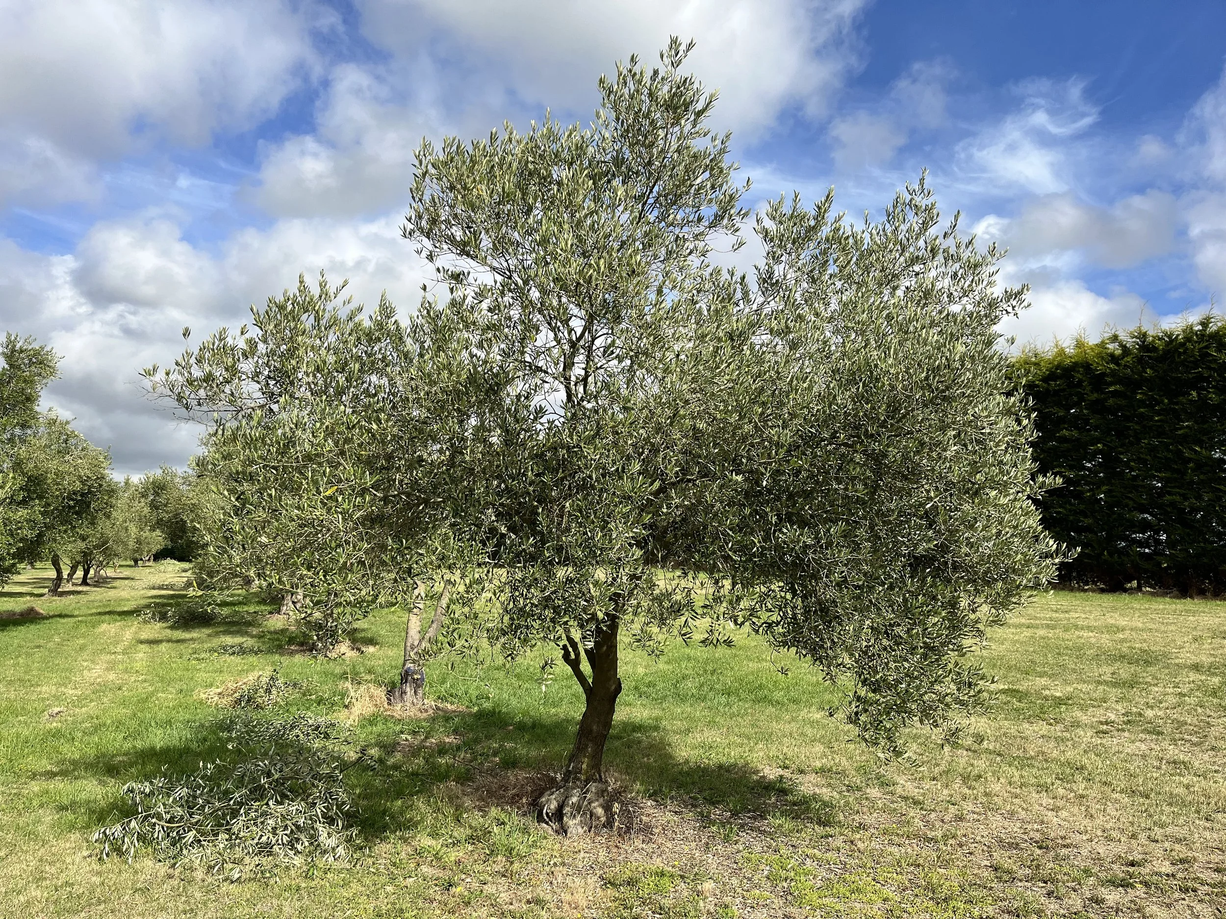 Olive tree