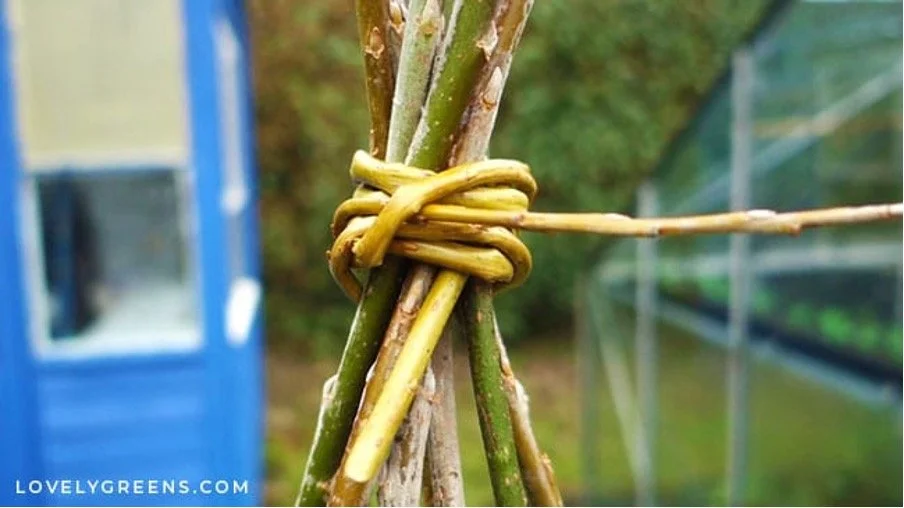 Step 2:  Tying the Tops of the Verticals with Willow.  A strong willow tie is created by wrapping willow around the verticals.  The angle of willow garden obelisks is a gentle curve that finishes on the top with a tie and a filial – the top decoratio