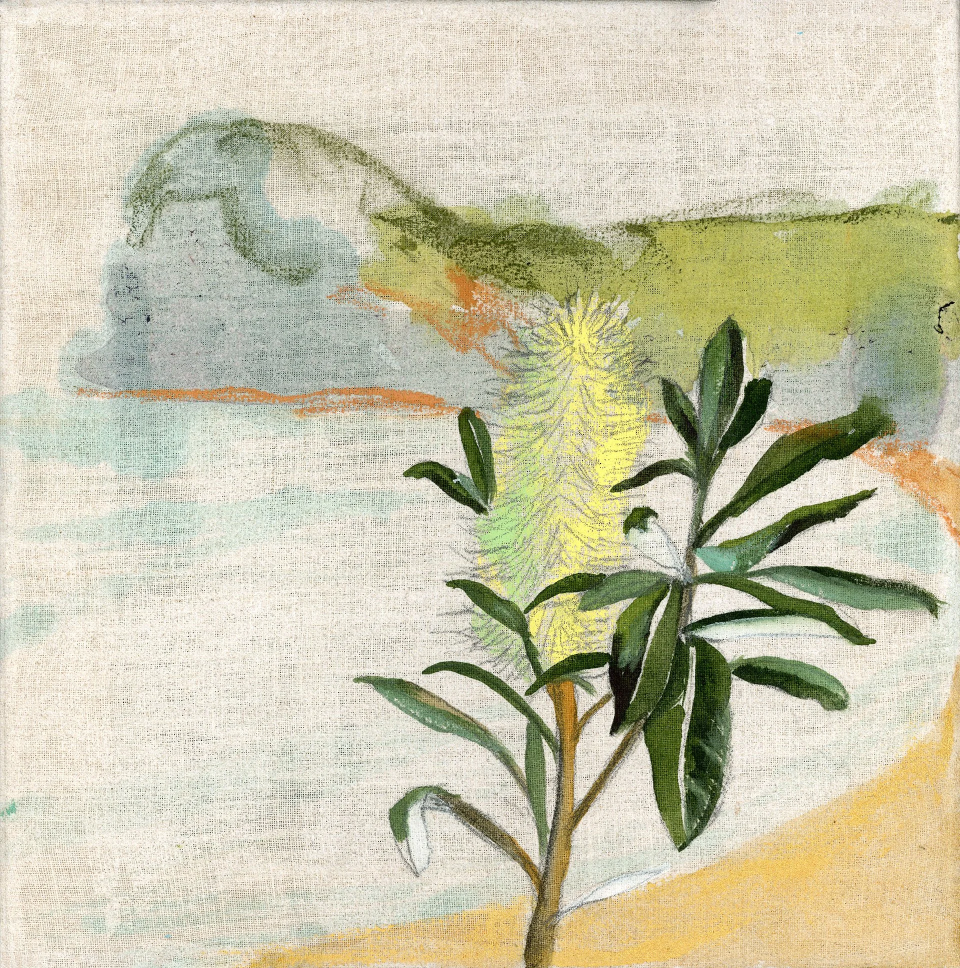 5 Lands Walk 2023 - Copacabana - Bottlebrush on linen