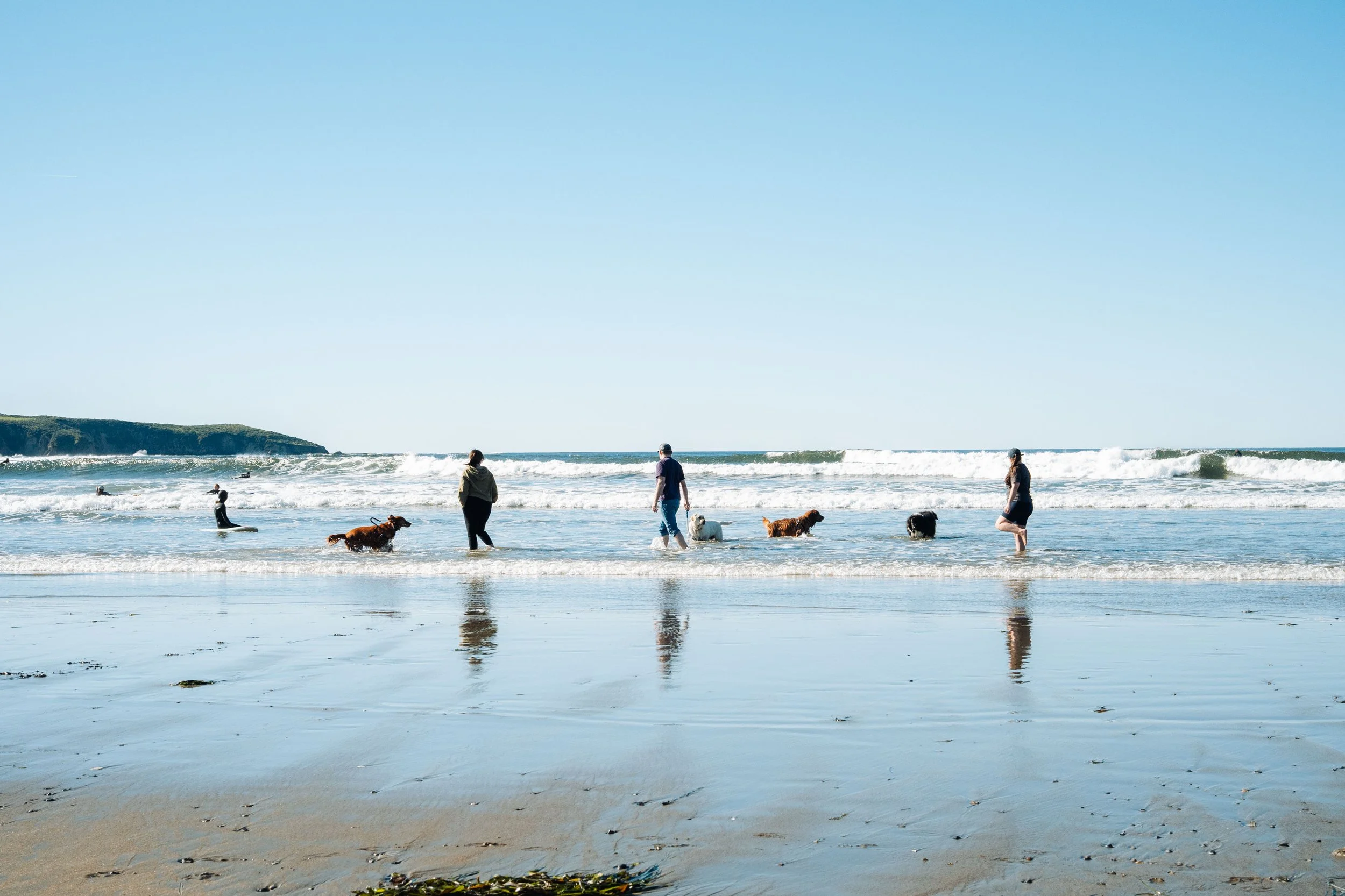 People and dogs enjoying a day at the beach, with ocean waves, blue sky, and a green coastline in the background.