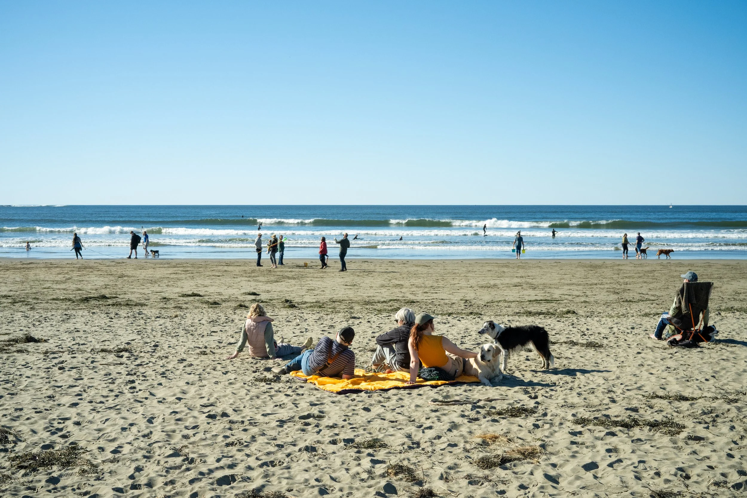 family-picnic-dogs-dillon-beach-california.jpg