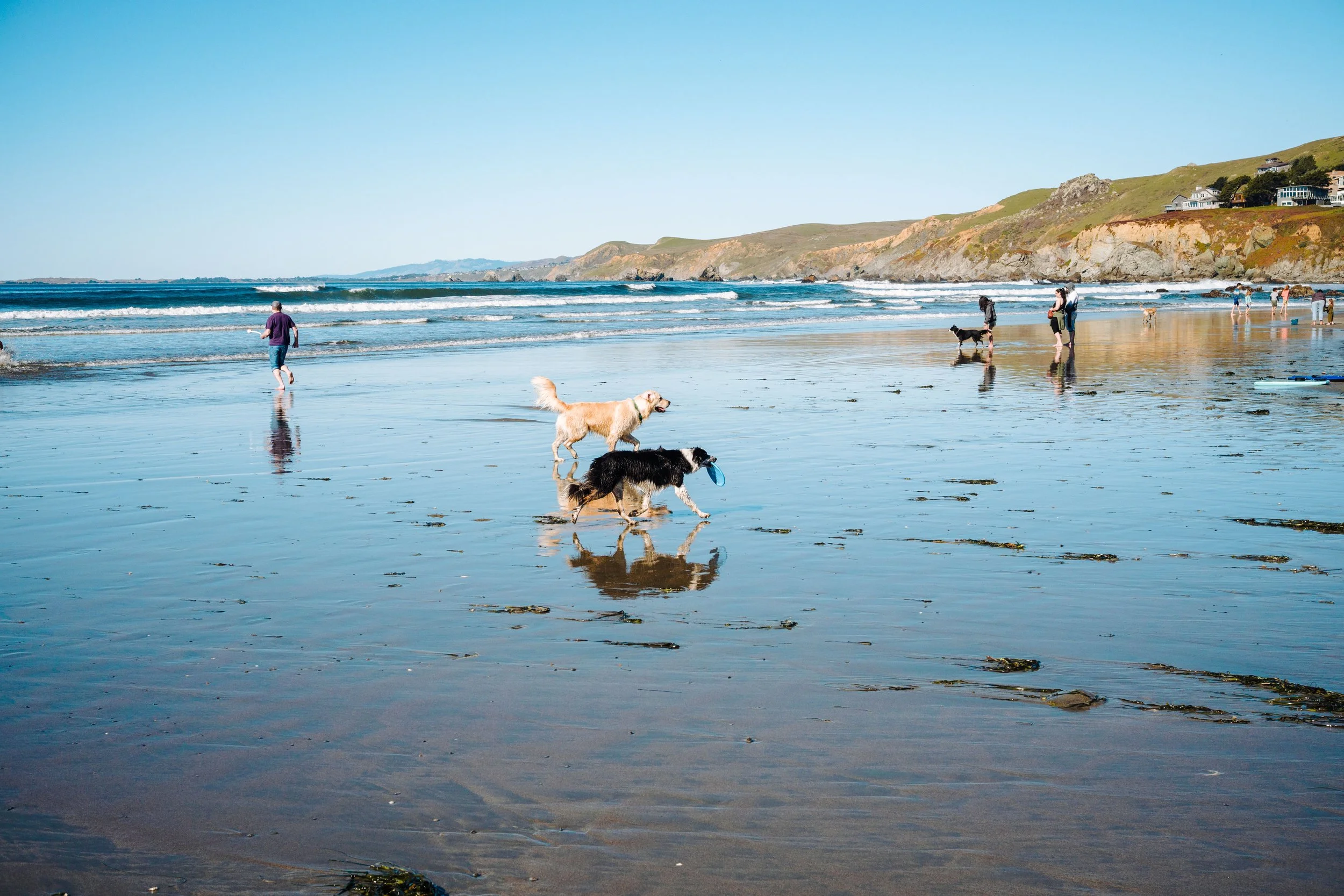 People walking dogs on a sandy beach with waves, cliffs, and houses in the background.