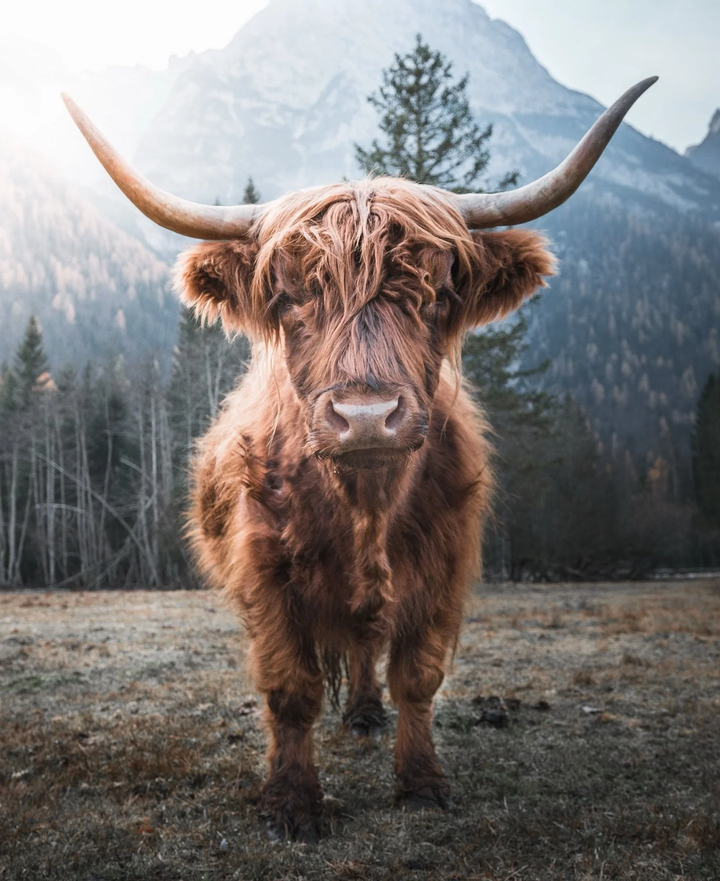 My family and I are on our way to church this morning so I figured I&rsquo;d take the car ride to explain where the name Highland Graze and Go originated. I have a huge love and passion, honestly probably an obsession with highland cows 🐮 We also ow