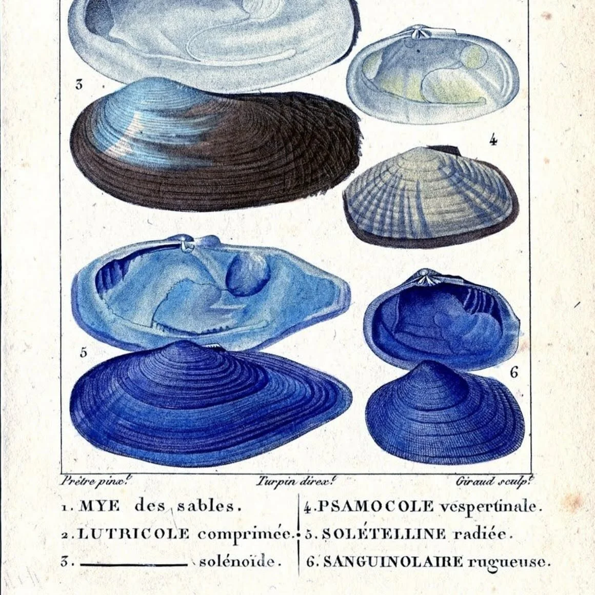 Cobalt shell dream. Old print page found. Love scientific illustration. Can&rsquo;t stop. Won&rsquo;t stop. #cobalt