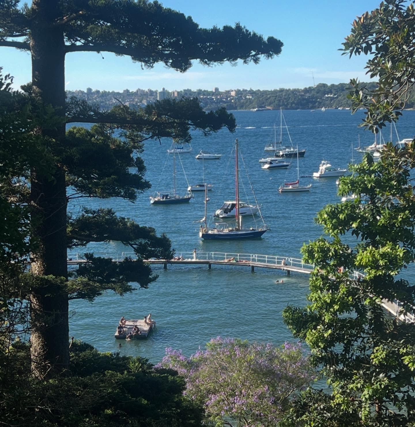 Harbour views with Jacaranda trees