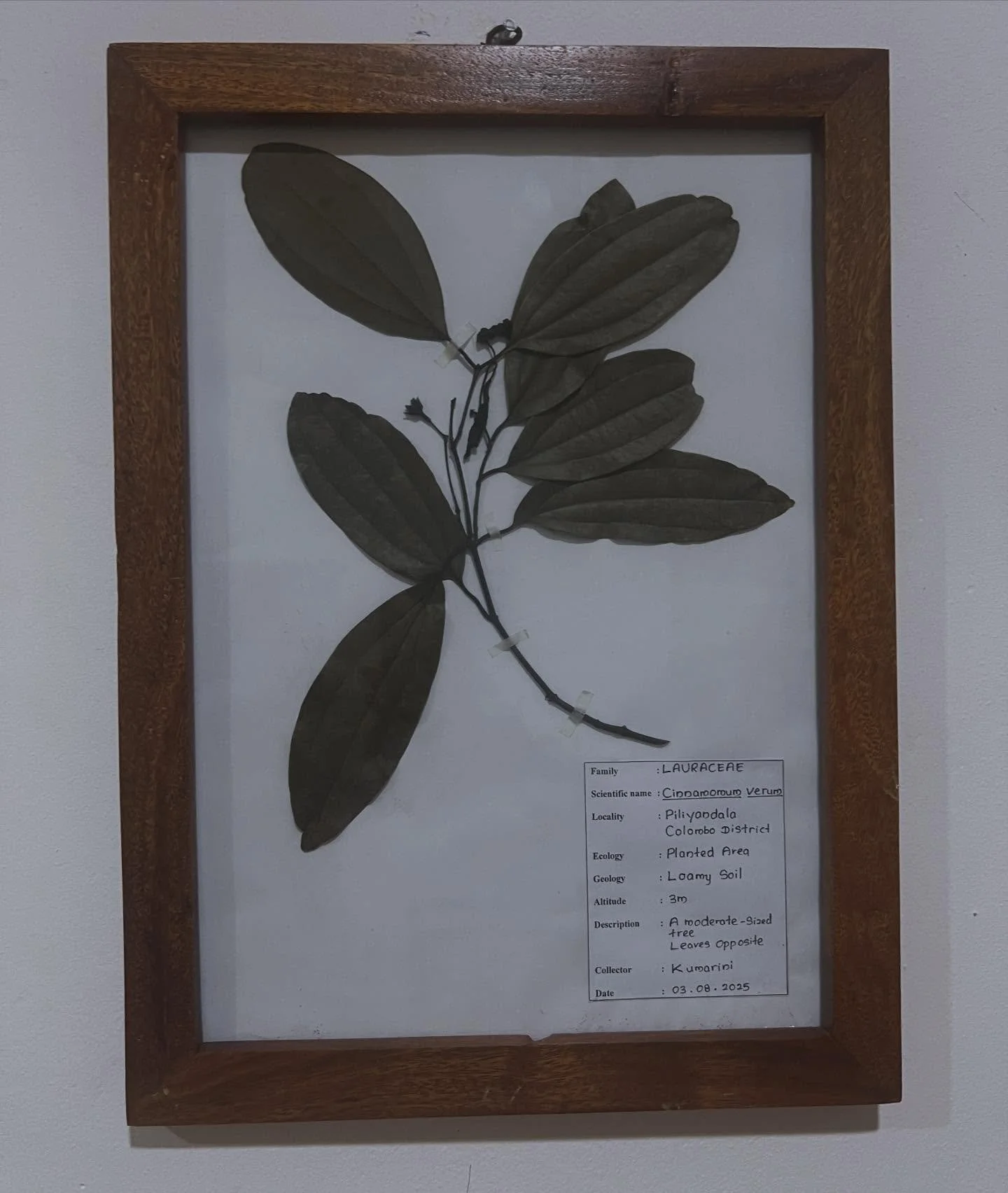 Pressed herbs framed. Ayurveda herbal everything. Saturated in herbs. Oils, baths, steam, tinctures, teas, medicine, food. #ayurvedic