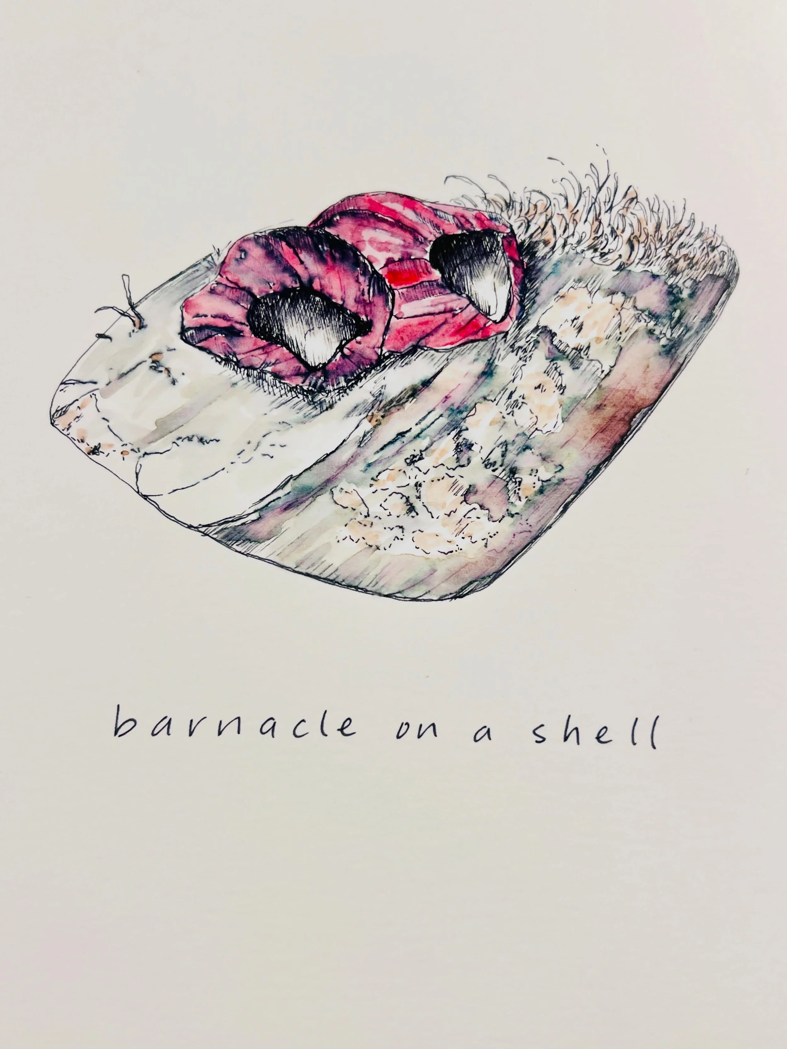 Barnacles my friend