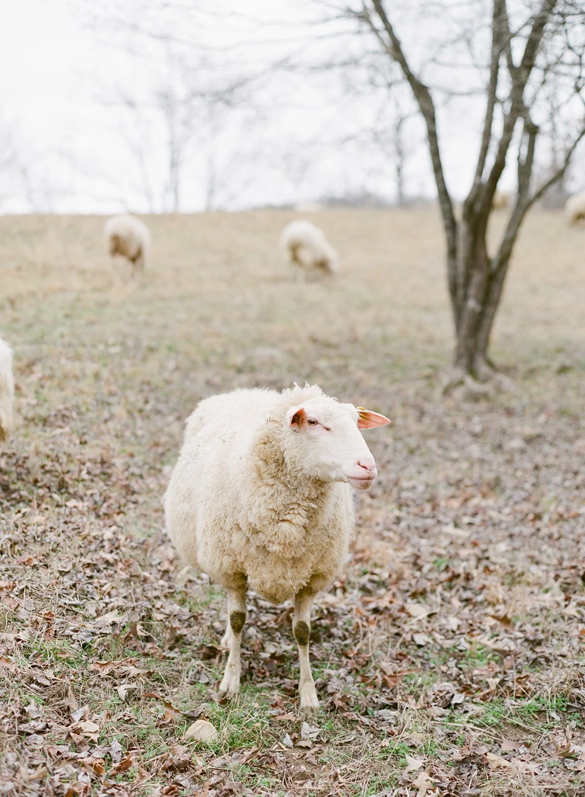 Sheep grazing on the Blackberry Farm wedding property in the Smoky Mountains, showcasing the venue’s peaceful countryside setting