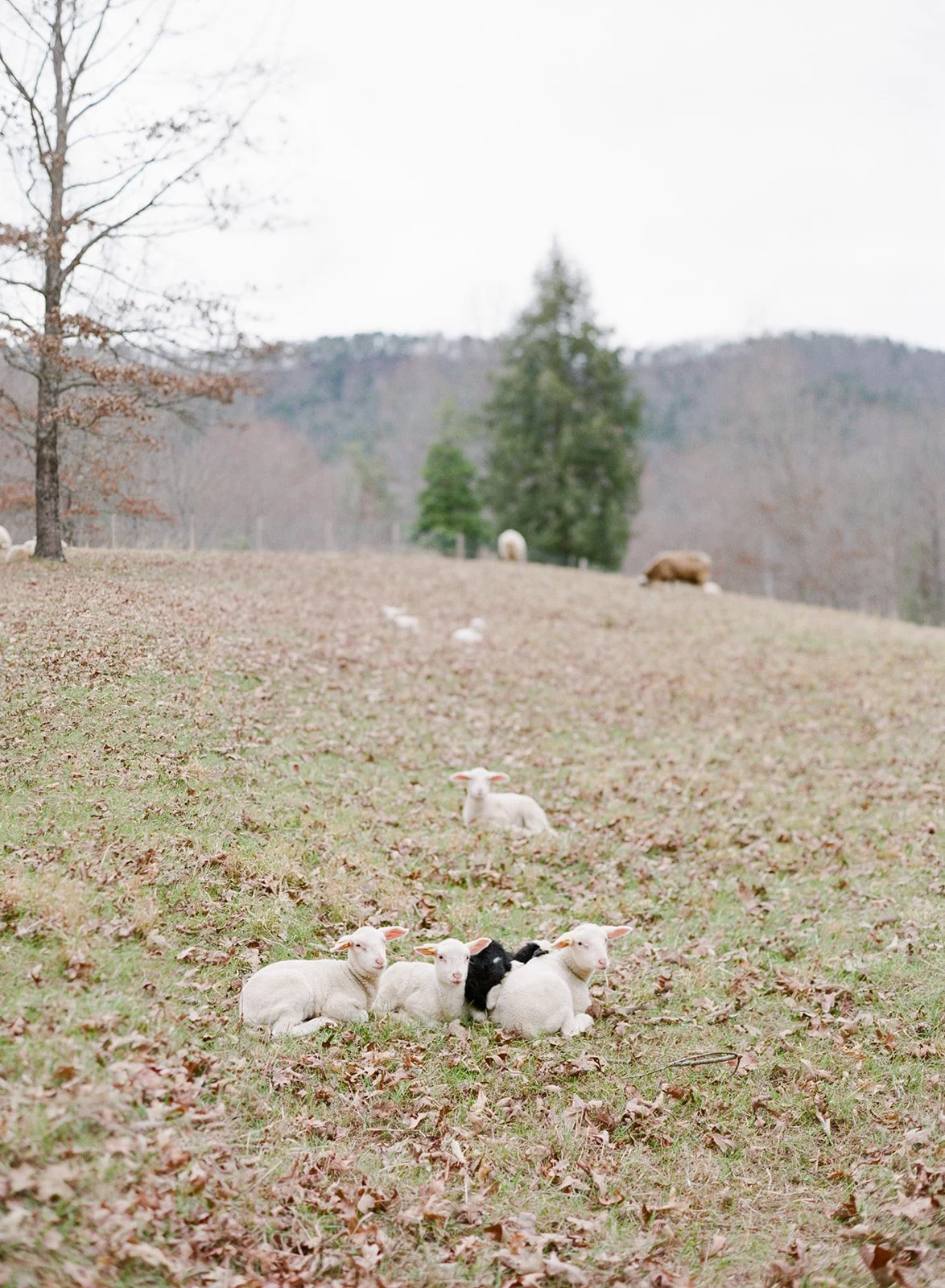 Lambs resting on the rolling hills of Blackberry Farm in East Tennessee with Smoky Mountain scenery in the background