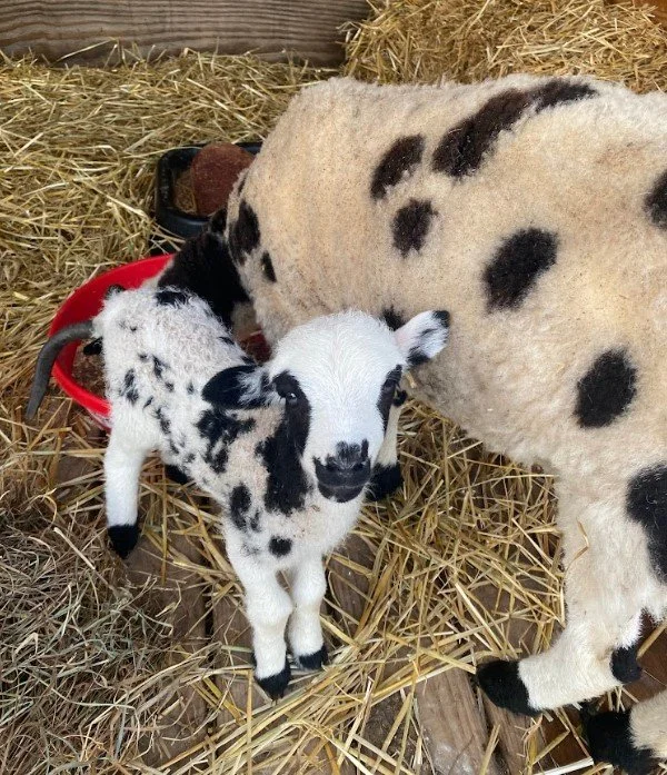 Screenshot 2025-06-22 195100.jpg