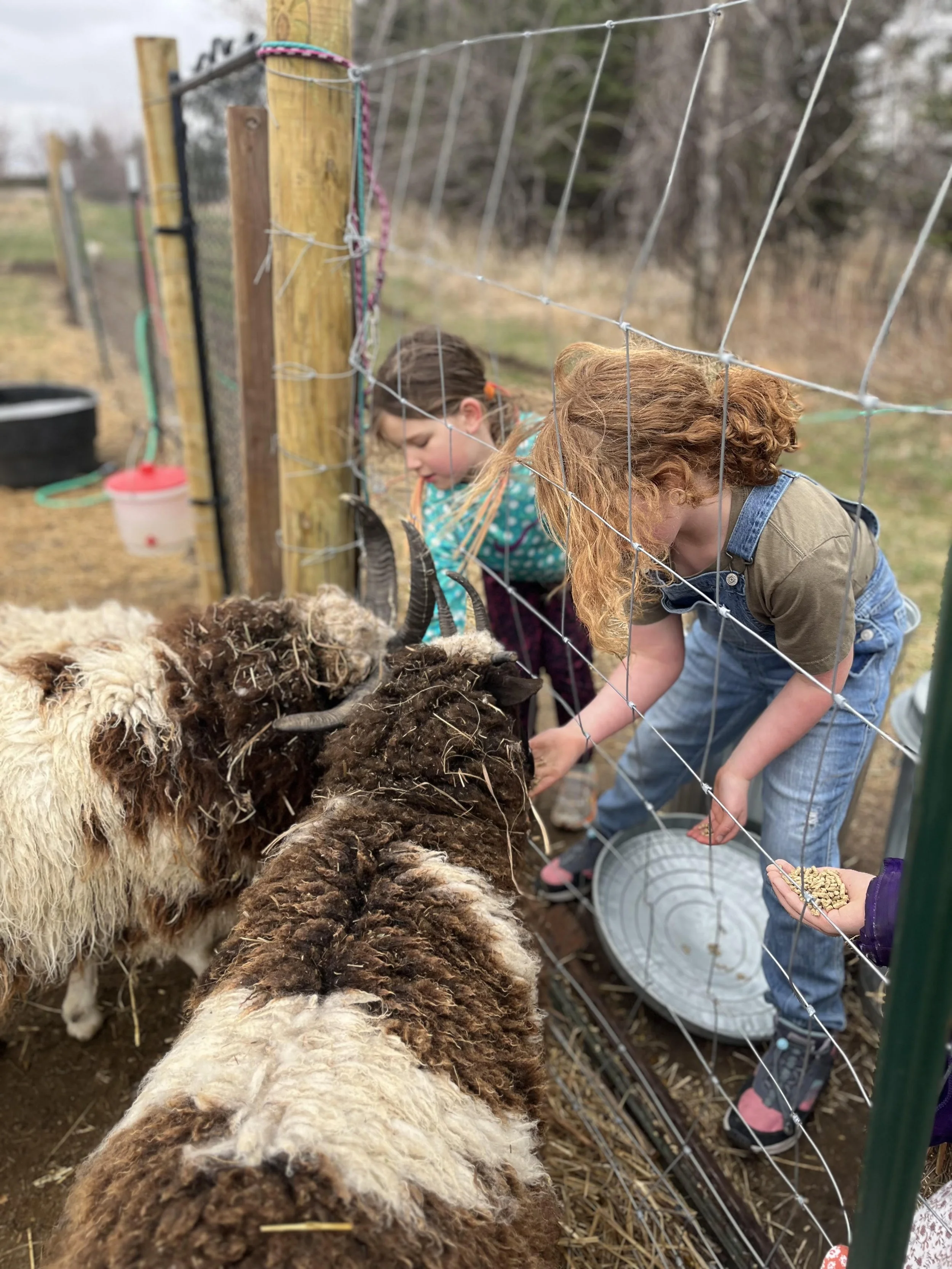 Farm Camp (Multi Child Discount)