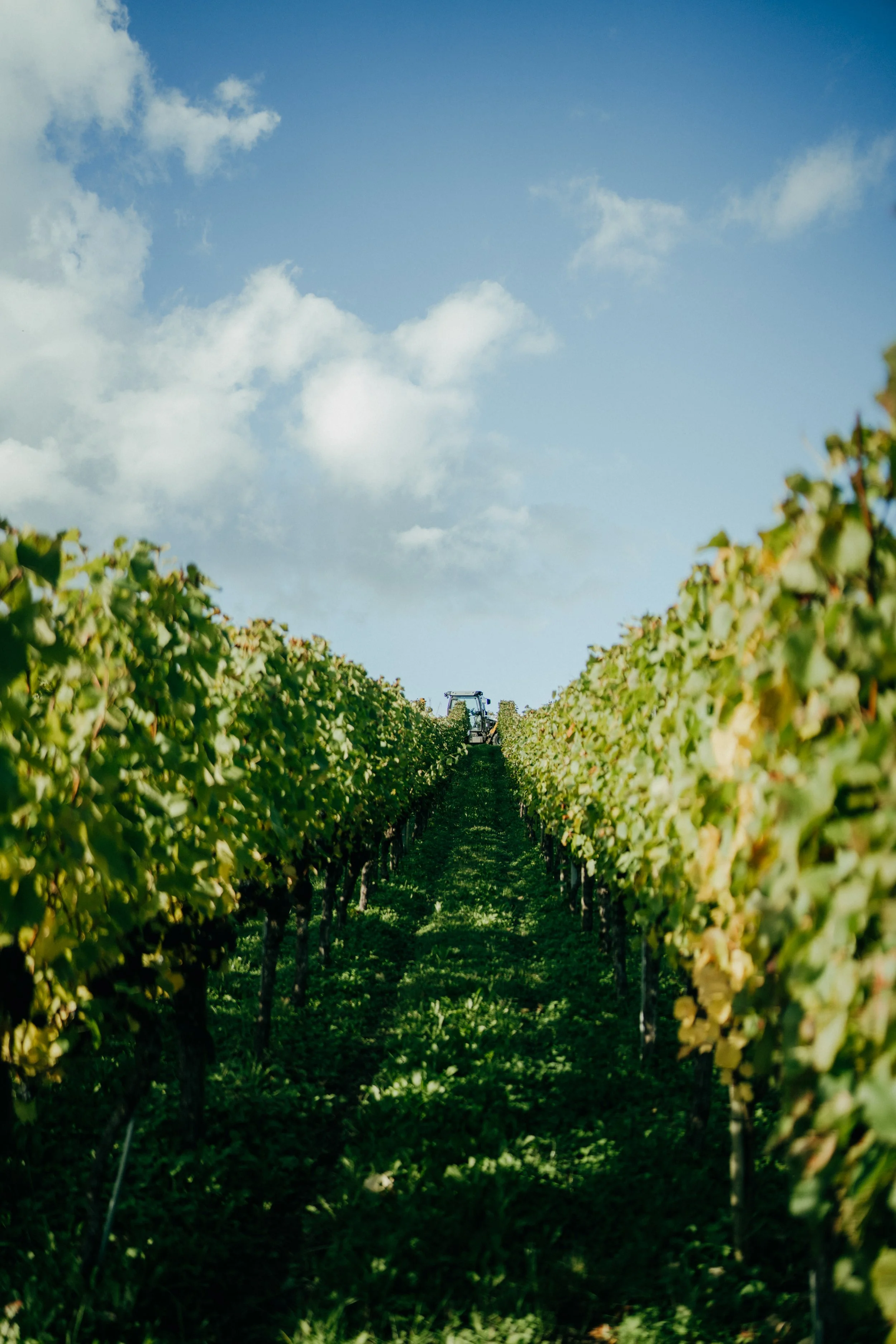 Weinberg mit einer landwirtschaftlichen Maschine, umgeben von grünen Rebstöcken, bei sonnigem Himmel.
