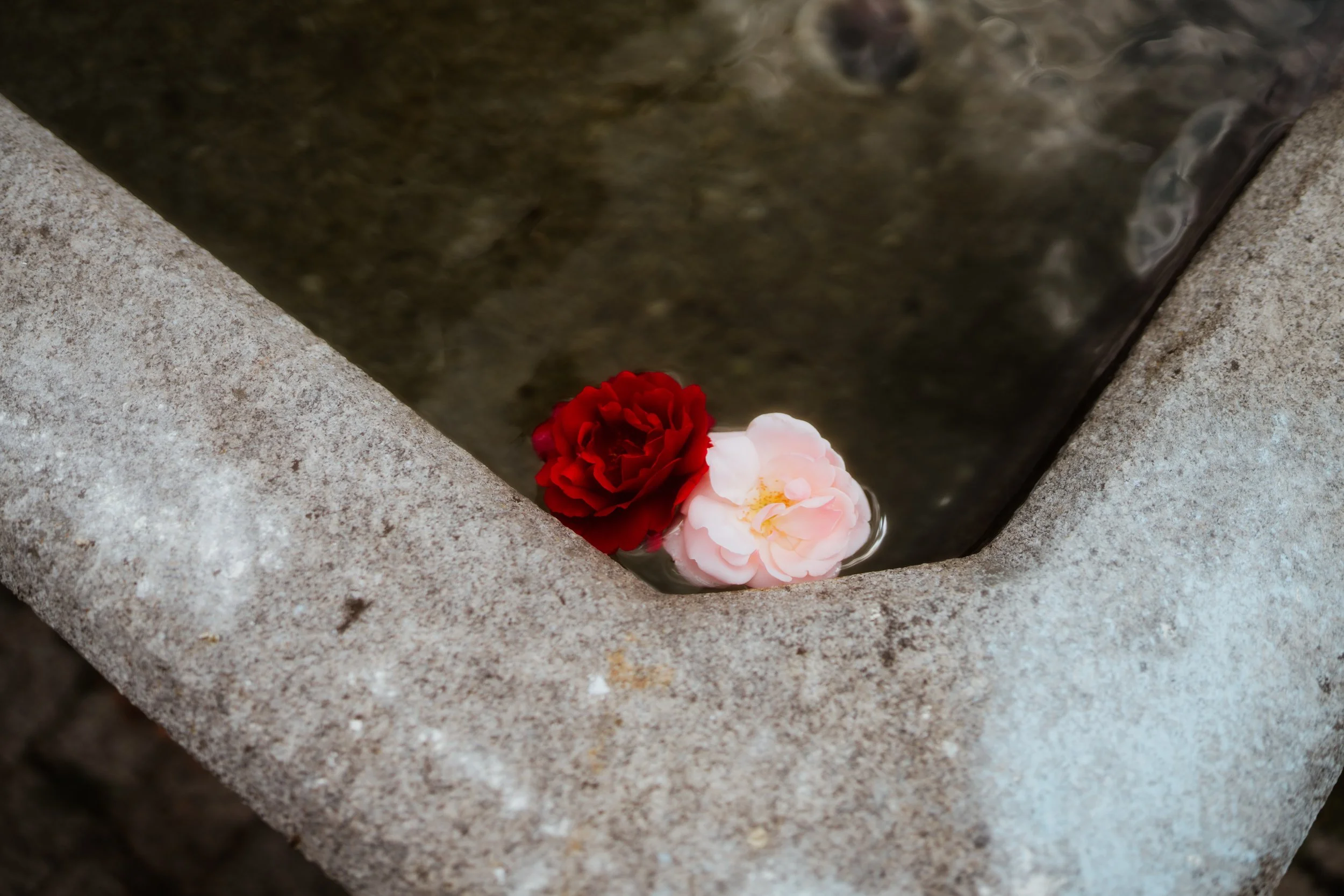 Zwei Blumen, eine rote und eine helle pinkfarbene, liegen in einer Wasserquelle zwischen zwei Steinen.