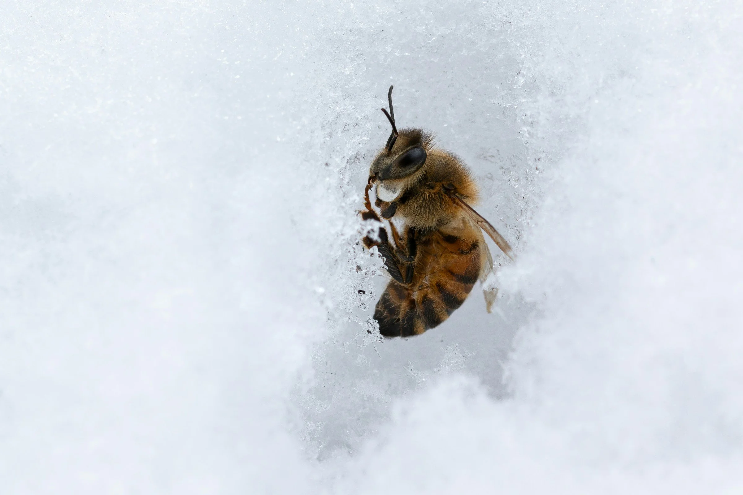 September 2025: The Winter Bee