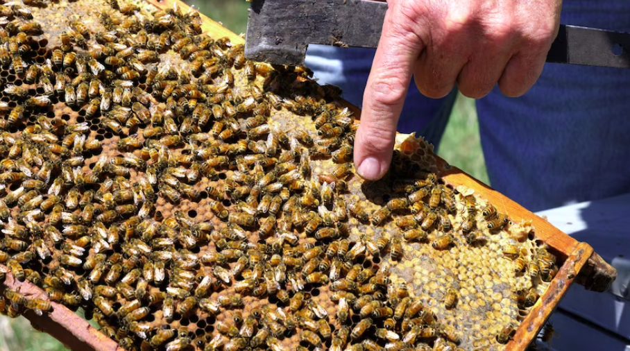 Keeping Your Hive Healthy: Navigating Varroa Control in Changing Times