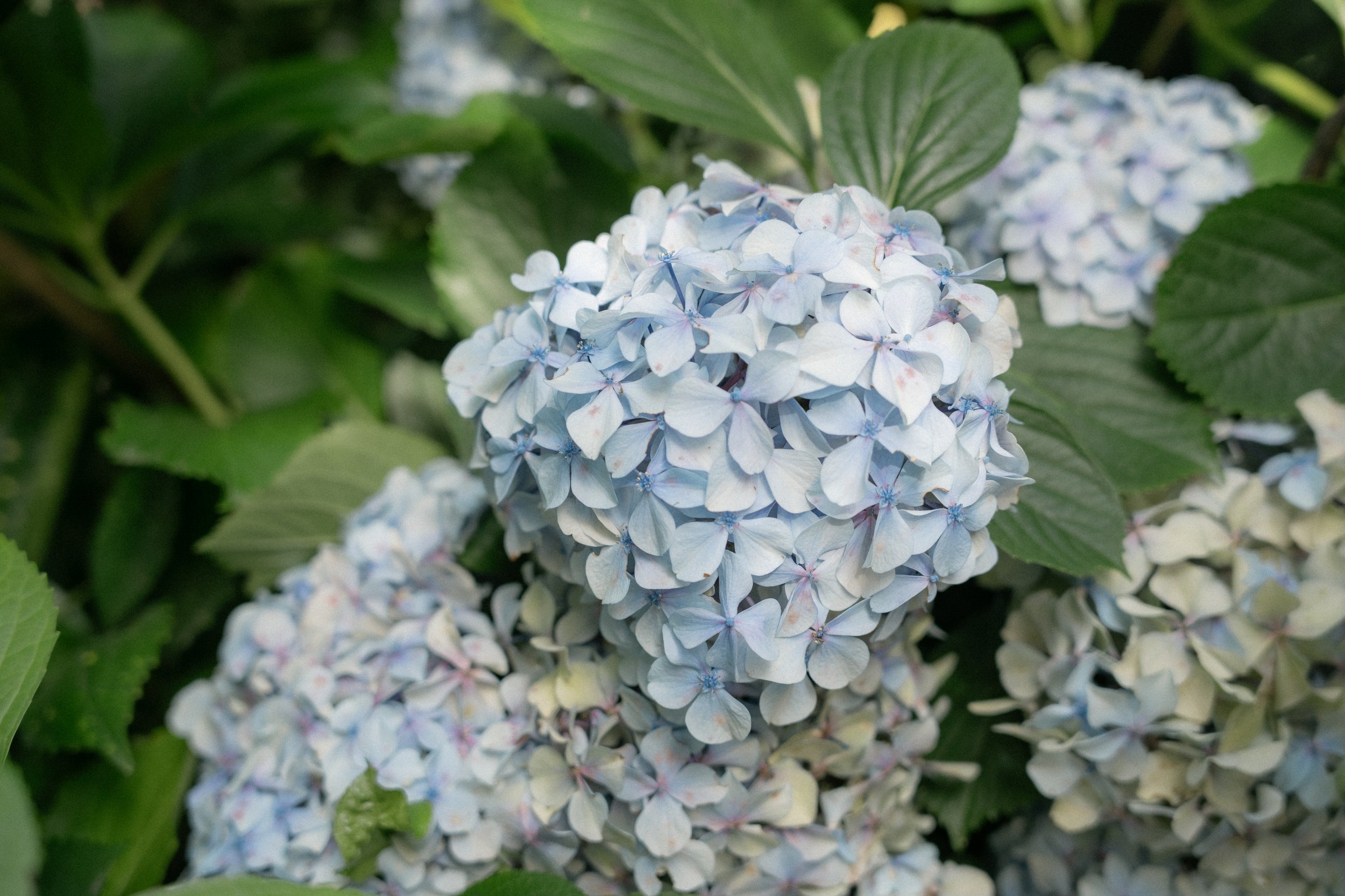 Isabella_hydrangea_28thJan26-2.jpg