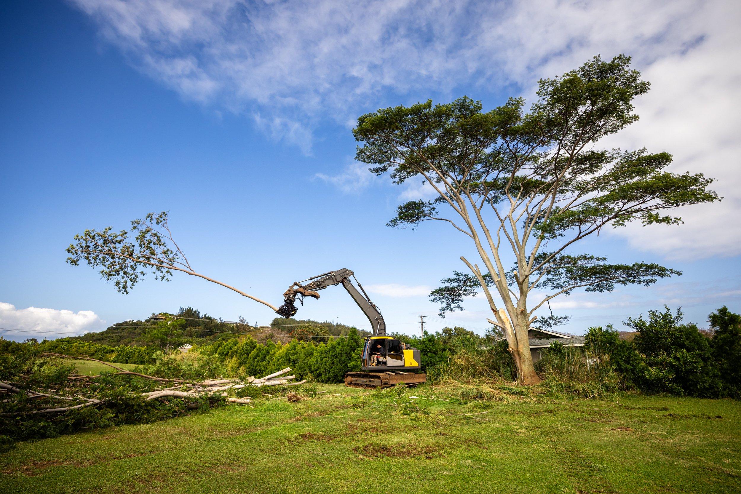 Excavator cutting a tree in a grassy field with blue sky and clouds.
