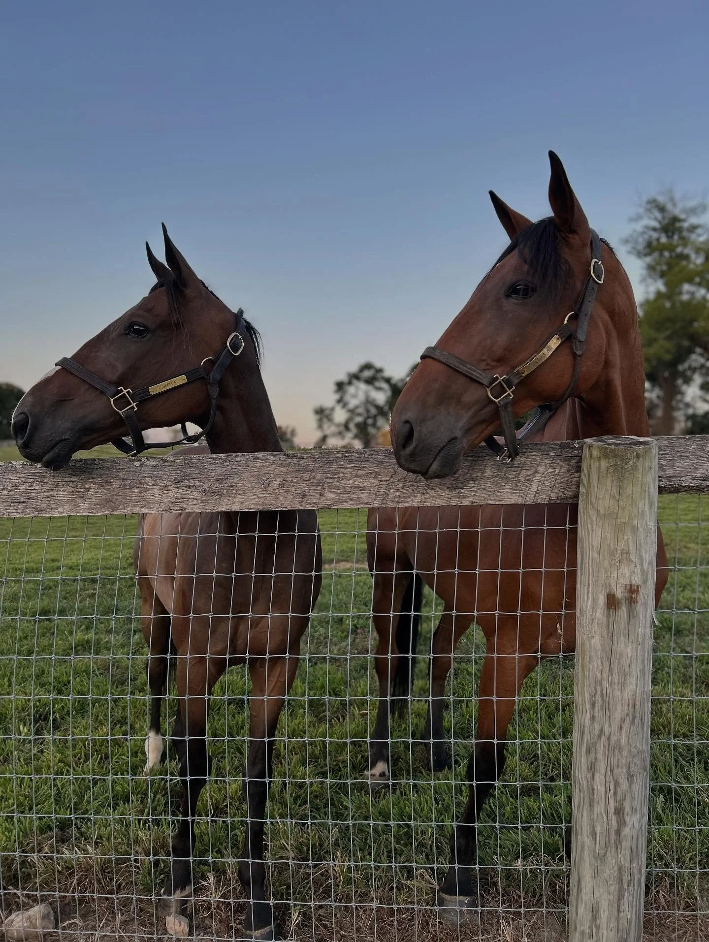 Farm life, lately&hellip;

#horselover #farmlife #horsesofinstagram #maryland #thoroughbred #racehorses #countrylife