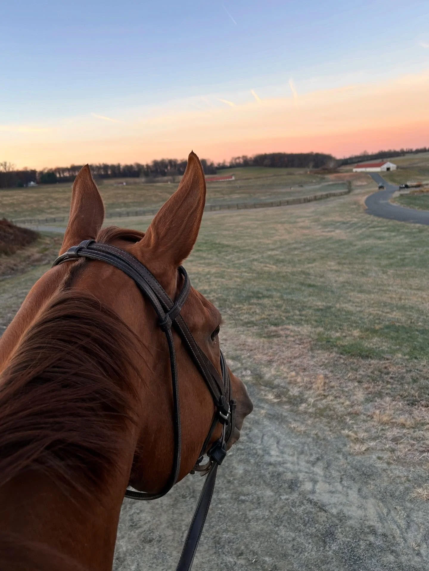 Best seat in the house 🥰🐴

#horsingaround #thoroughbreds #maryland #farmlife #horselover