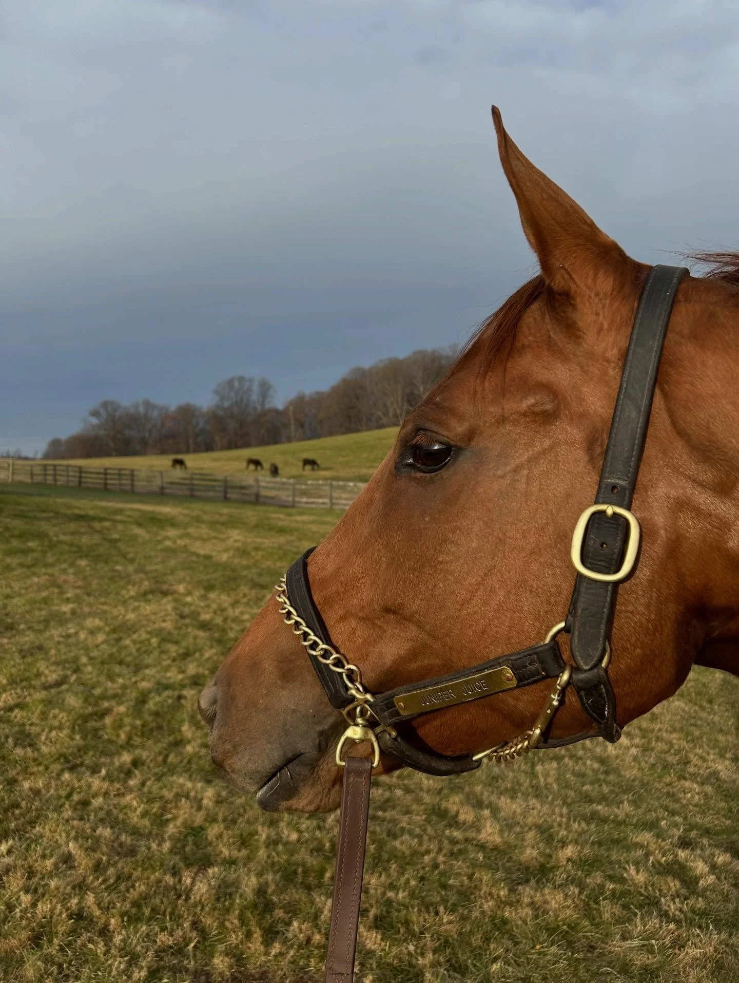 Juniper Juice looking out over the future champions 🐎

#thoroughbreds #marylandhorses #horseracing #marylandfarm #farmlife