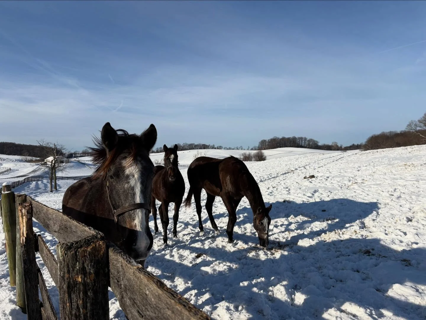 Our very own winter wonderland ❄️

#farmlife #thoroughbreds #horseracing #maryland #snow #horsesofinstagram #horselovers