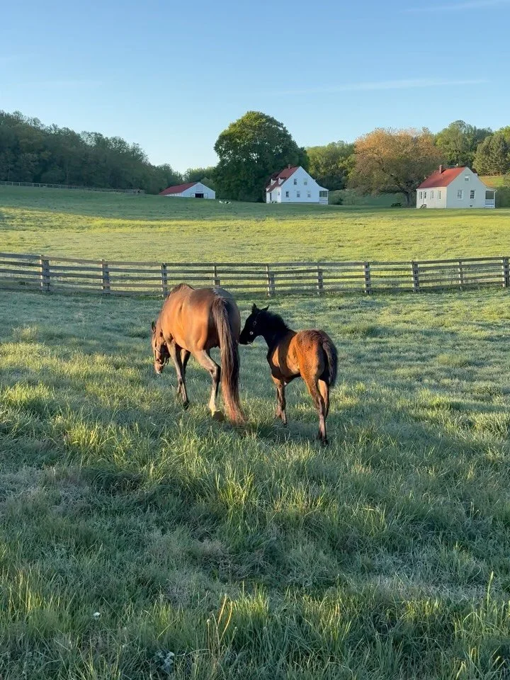 Foaling season is almost here! 🐴

We&rsquo;ll be following a handful of maiden mares especially closely this spring as they prepare to welcome their first foals. It&rsquo;s a busy, exciting, and very special time on the farm, and we can&rsquo;t wait