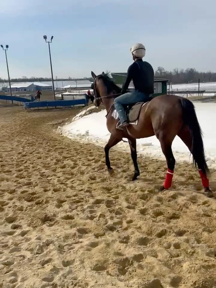 Deep freeze photo dump! We&rsquo;re enjoying the beautiful winter views but also looking forward to warmer days. 

Today we took Perkins Gem to get some important gate schooling in at Laurel this morning.

This time of year, most of our training happ