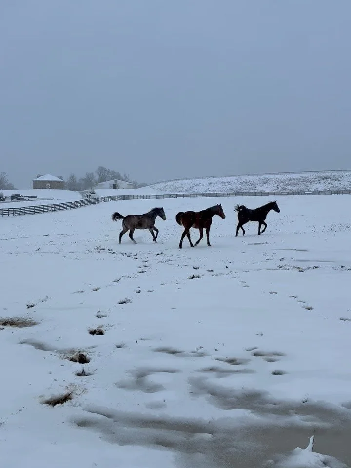 Just when we thought spring was coming&hellip;

#snowday #farmlife #marylandracing #thoroughbreds