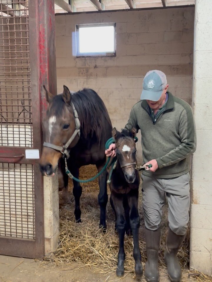 First foal of the season! A dark bay filly out of Port Authority, by Cupid. Stay tuned for updates on this little one including her first turn out 🐴

#foalingseason #maryland #filly #horselover #horseracing