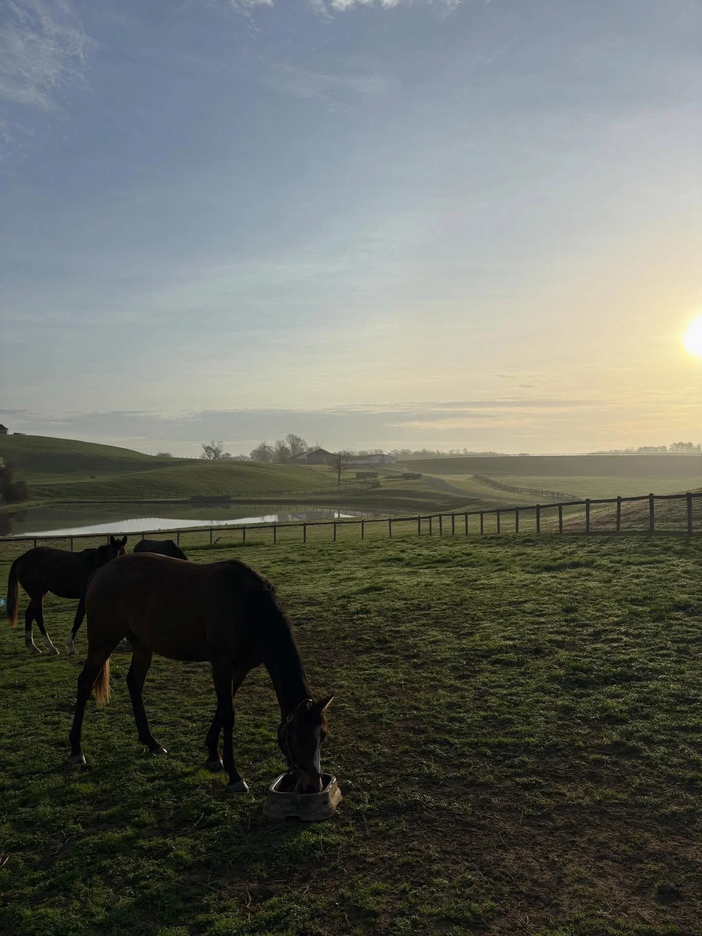 Spring photo dump 🐴🌿🌅

#farmlife #maryland #racehorses #thoroughbreds