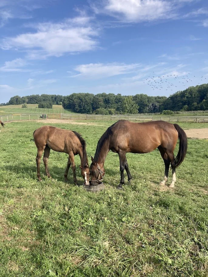 bonita-farm-beautiful-horse-boarding-facility-darlington-maryland.jpg