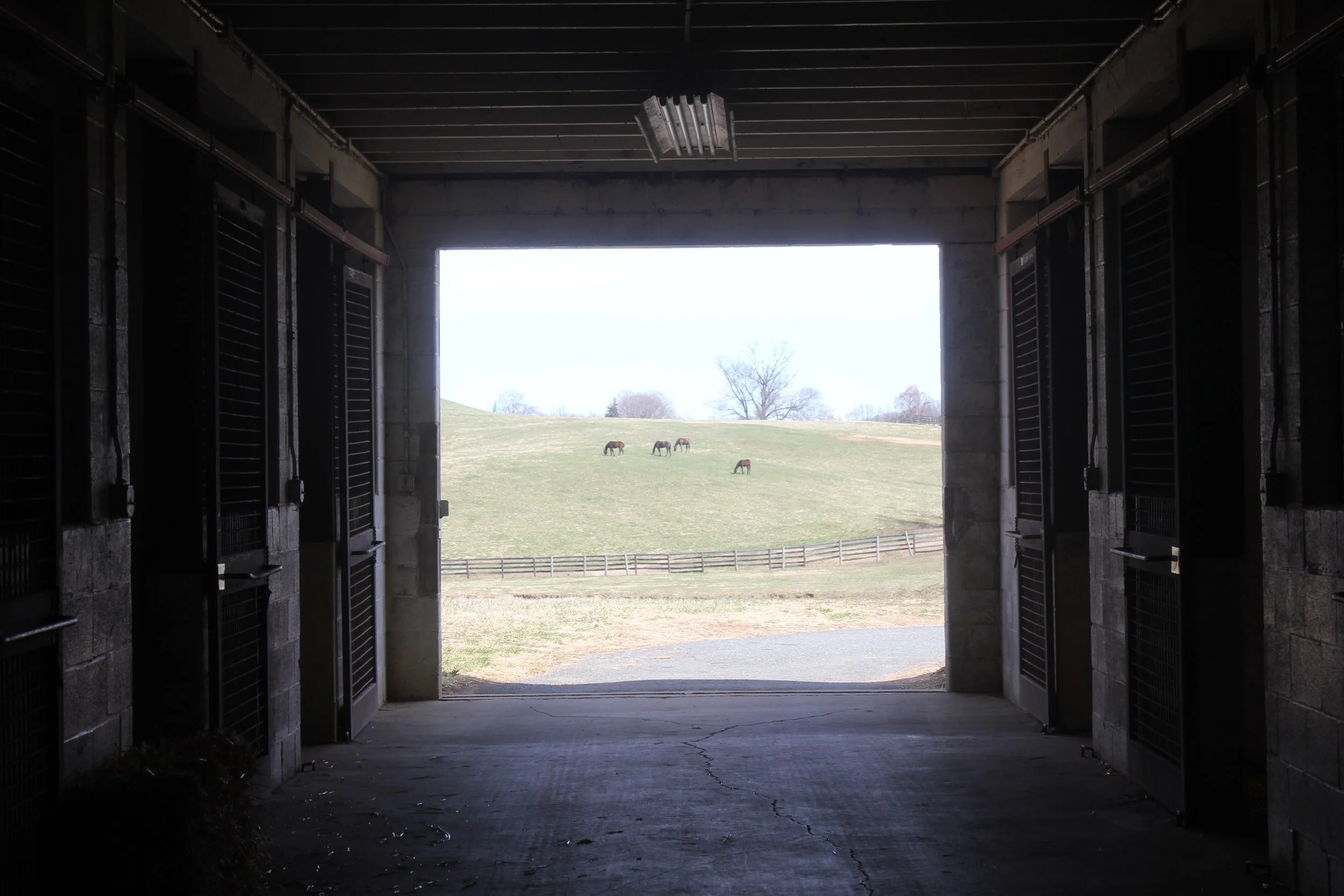 mare-barn-horse-boarding-facility-maryland-bonita-farm.JPG