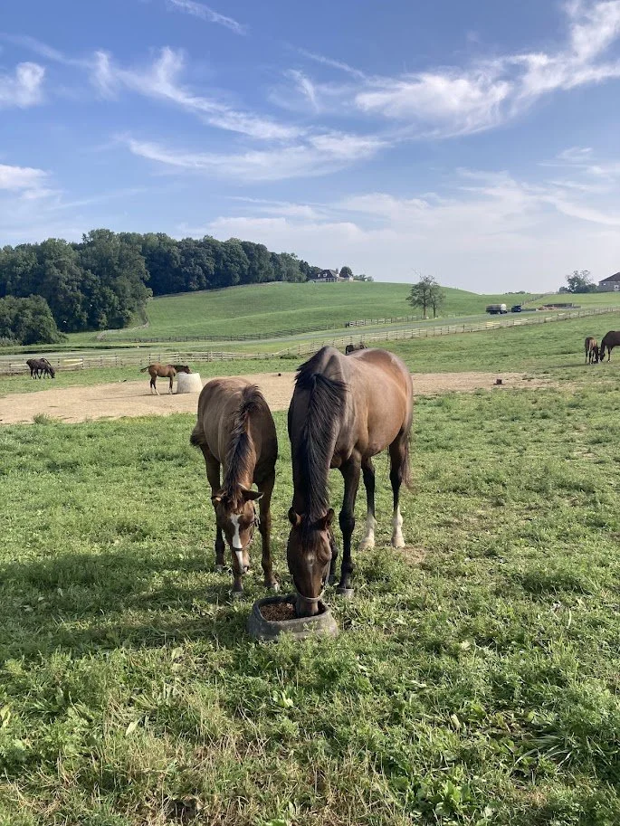 mare-and-foals-maryland-bonita-farm-nonprofit.jpg