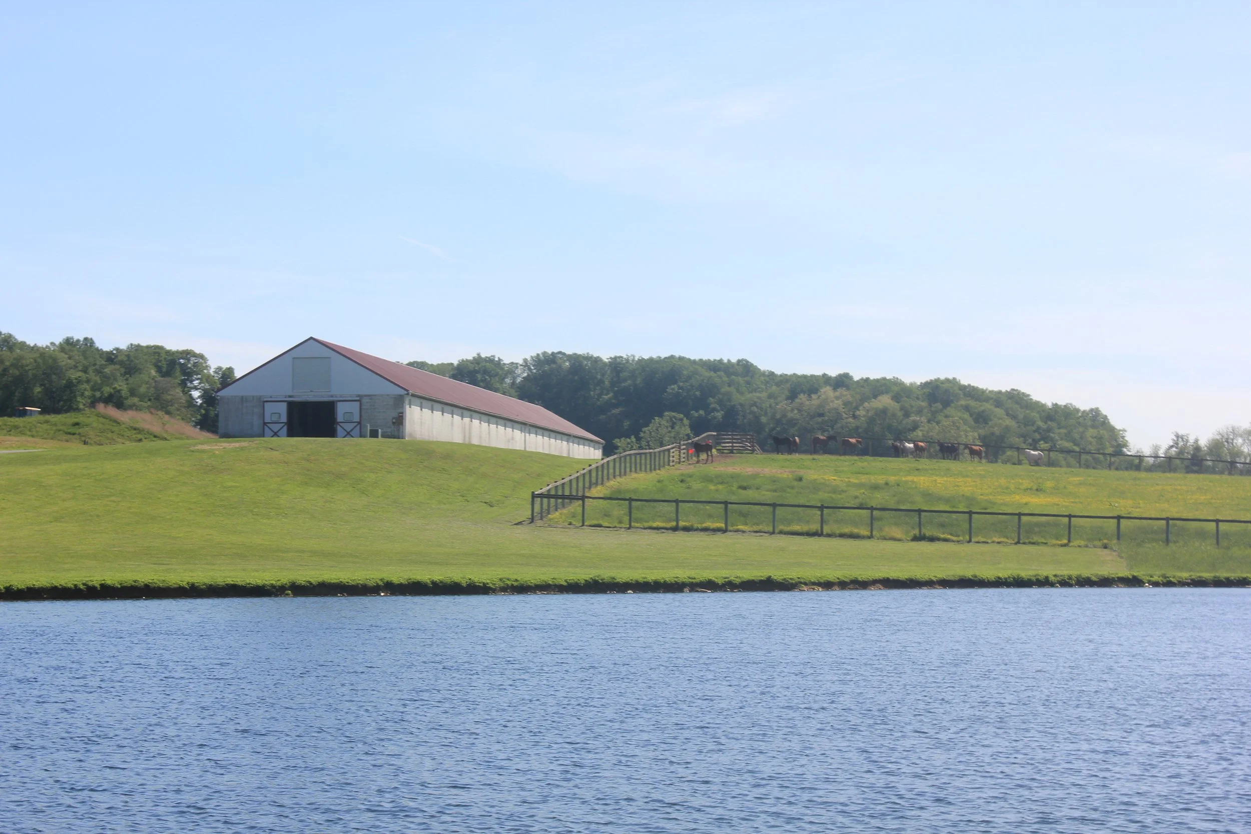 mare-horse-boarding-facility-bonita-farm-.JPG