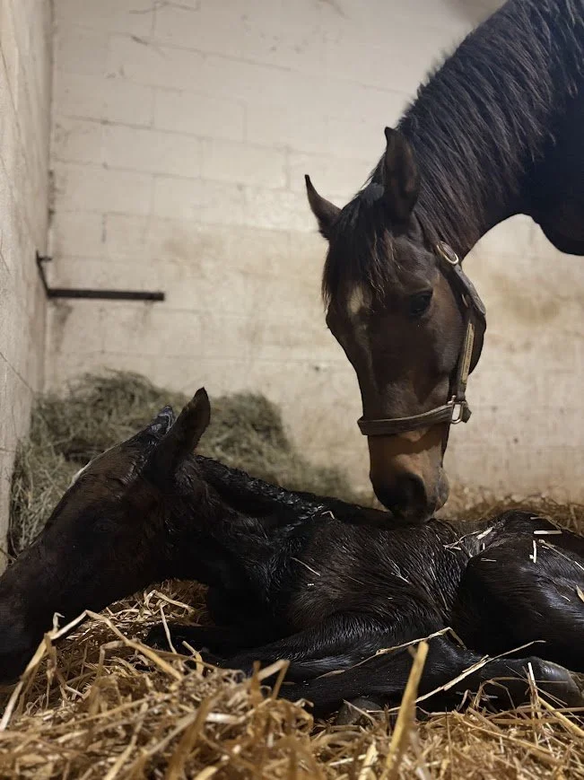 A brown horse gently nuzzles a black foal lying on hay inside a stable.