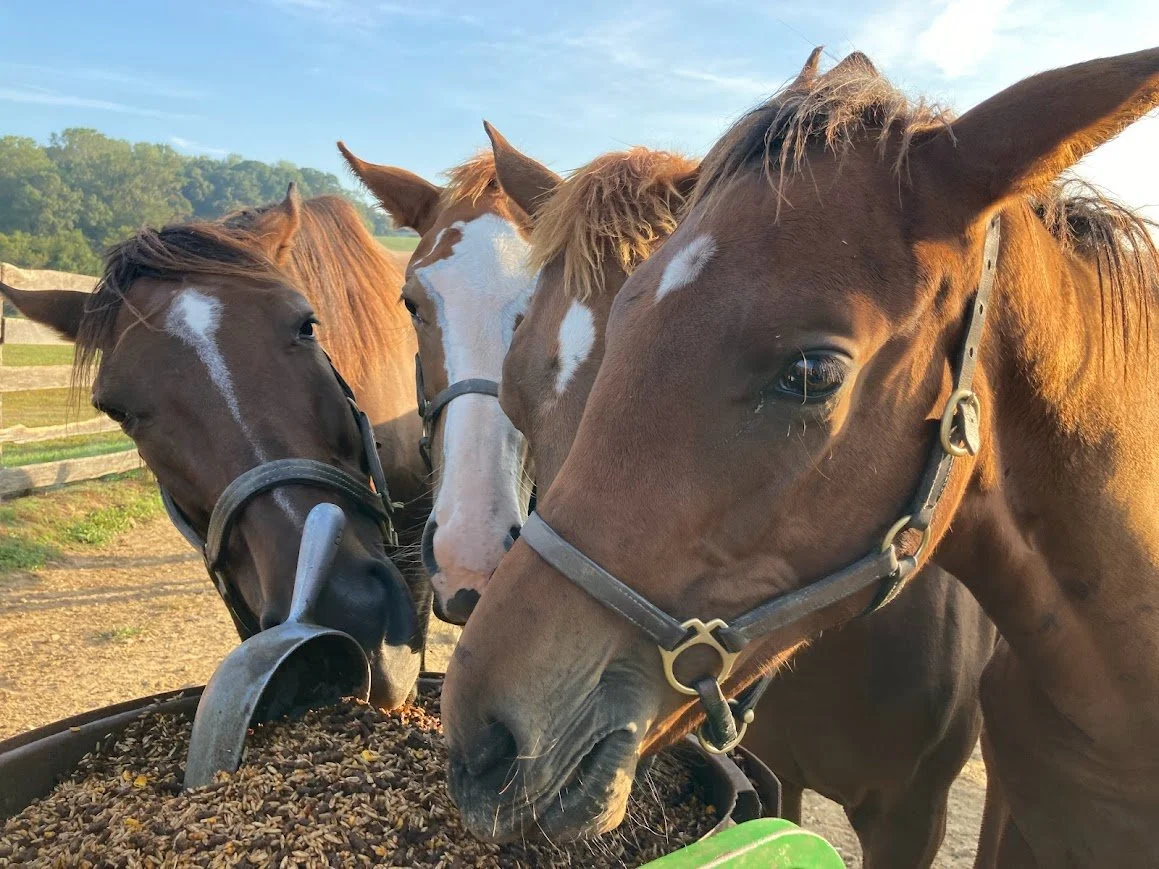 Four horses eating from a trough on a farm with a fence and green trees in the background.